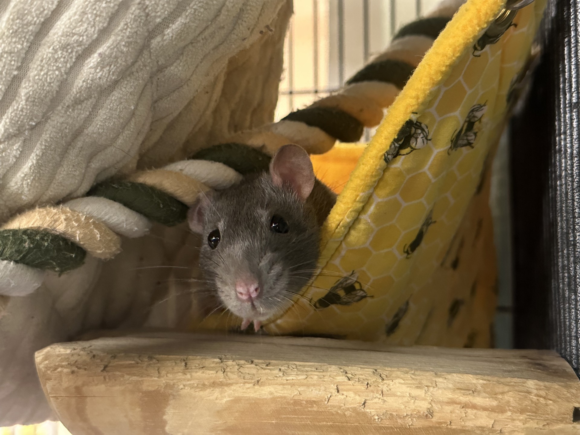 A grey rat peeks out from a yellow hammock with a honeycomb and bee pattern inside a cage, resting its head on a wooden platform.