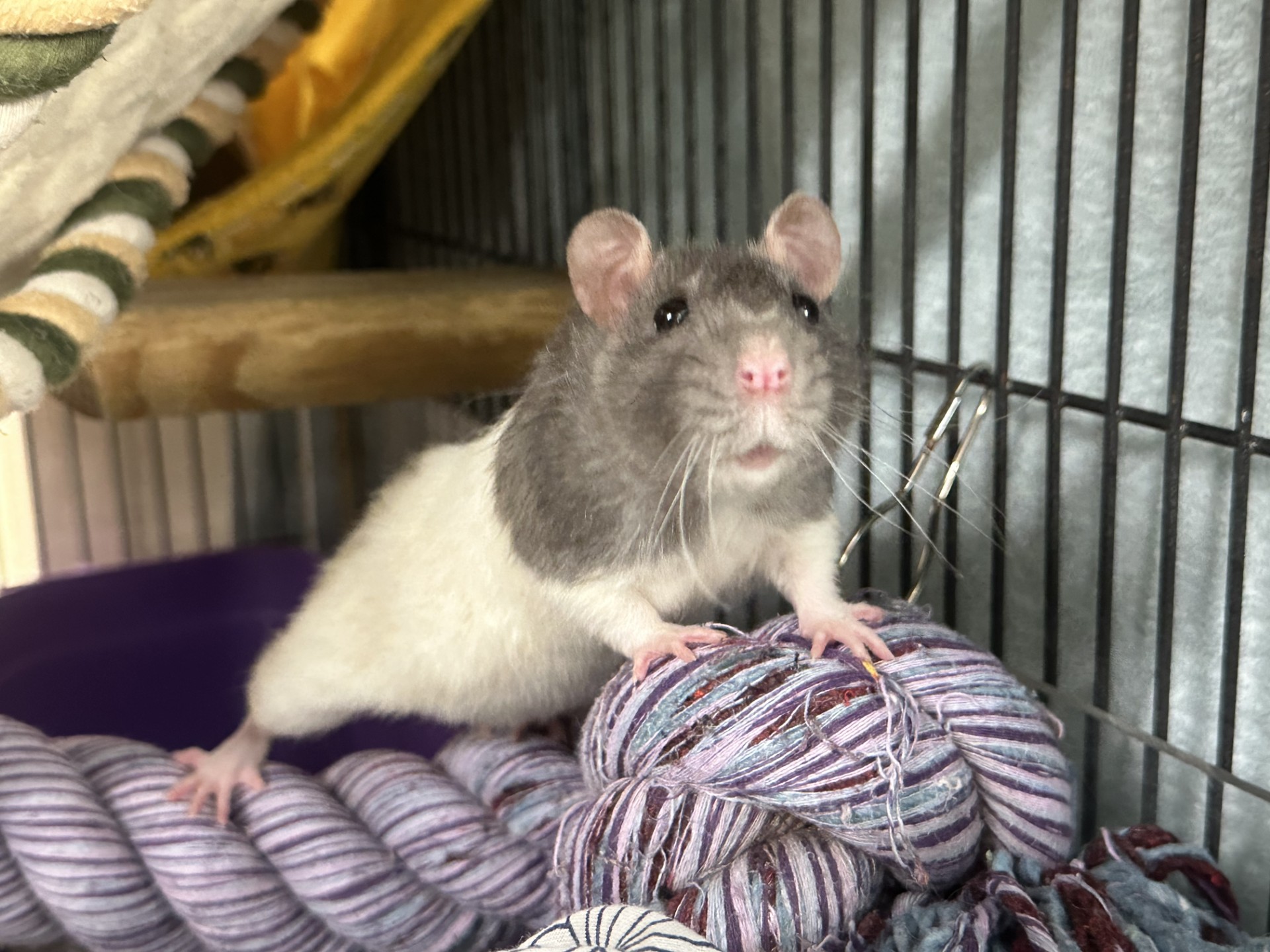 A grey and white rat stands with its front paws on a rope inside a wire cage, looking curiously towards the camera. Blankets and a purple container are visible in the background.