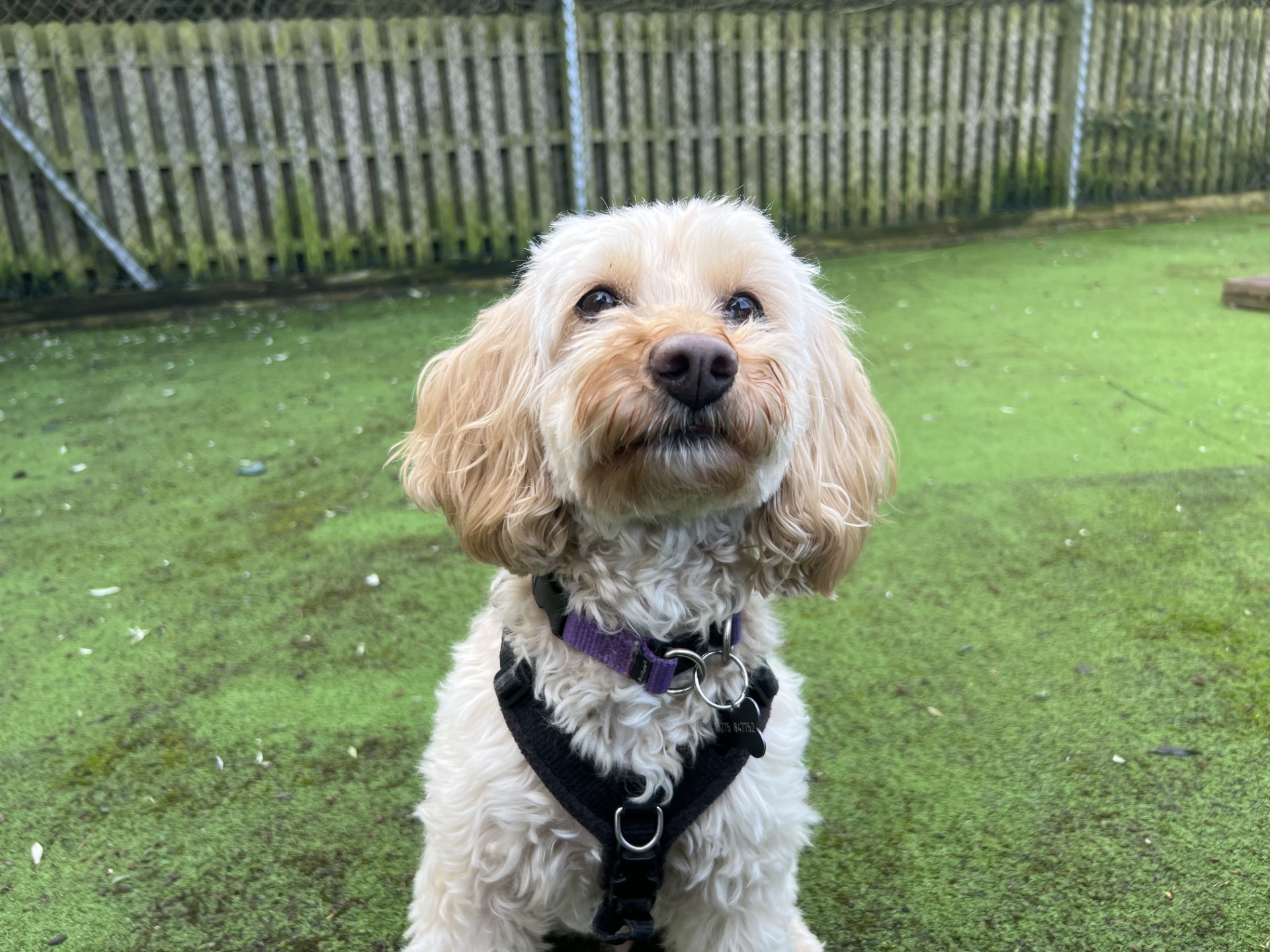 A small, curly-haired Cavapoo with light fur and a purple collar sits on green artificial grass in front of a wooden fence, looking slightly upwards.