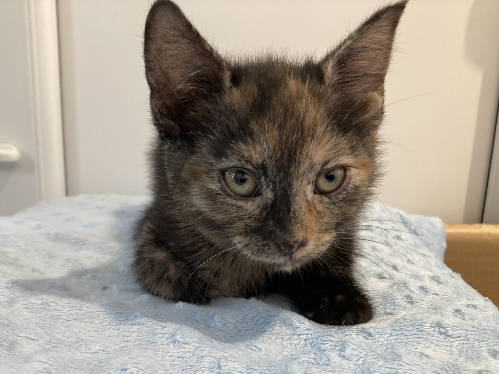 A small tortoiseshell kitten with green eyes lies on a light blue textured blanket, looking slightly downward. Its ears are upright and it has a mix of dark and light fur patches on its face and body.