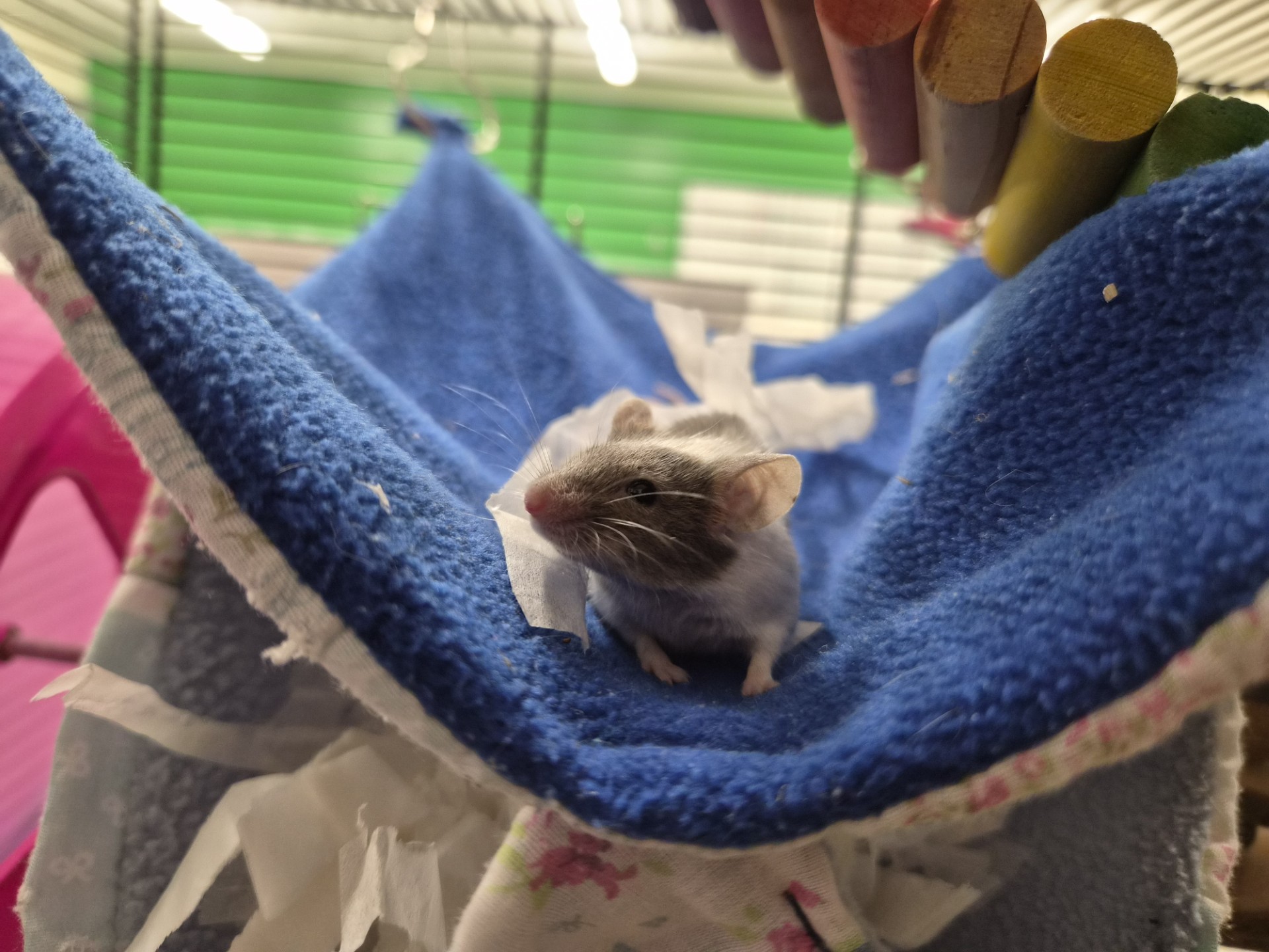 A small mouse sits on a blue fleece hammock inside a cage, surrounded by pieces of white tissue. The background shows green and pink cage walls and some colored wooden perches above.