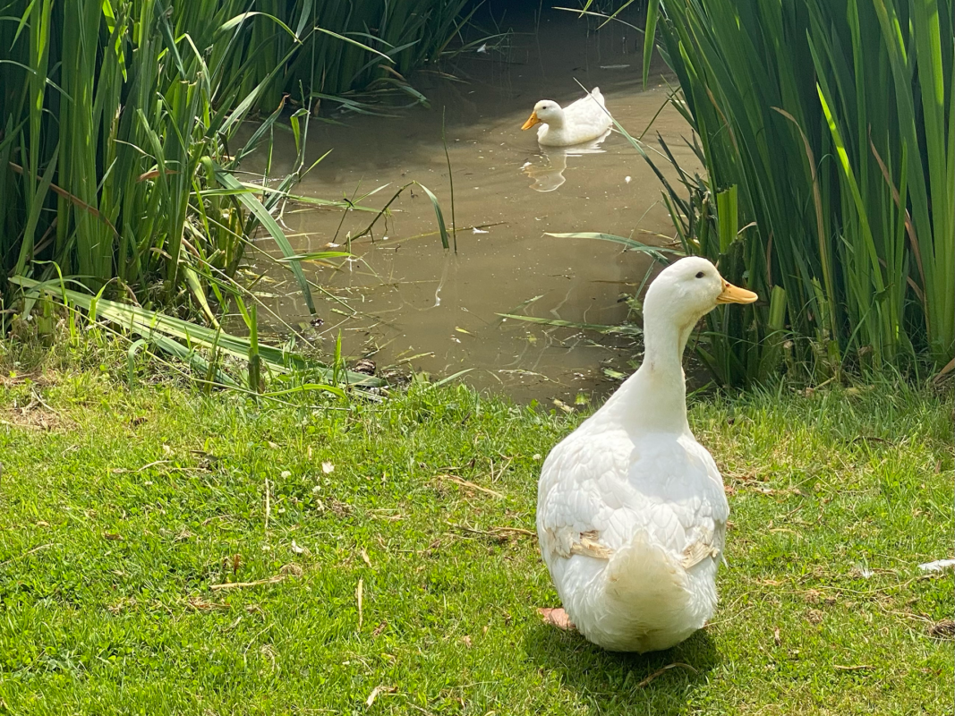 Ducks enjoy a peaceful day as one white duck sits on green grass near a pond, whilst another glides through the water surrounded by tall green reeds.