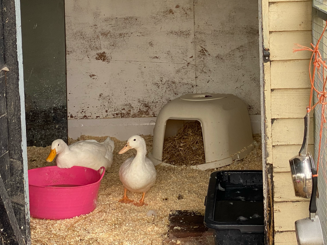 Two ducks stand on wood shavings inside a small shelter. One duck is near a pink tub of water, whilst the other stands beside a black tray. A plastic dome structure filled with hay is in the background.