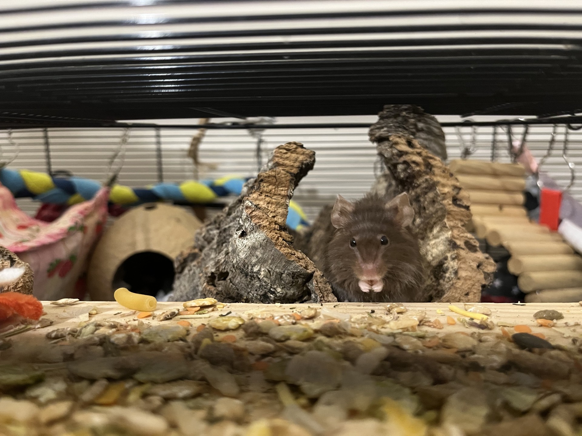 A brown mouse sits inside a piece of cork bark in a cage, facing the camera. In the foreground, there is scattered food. Colourful hammocks and wooden structures are visible in the background.