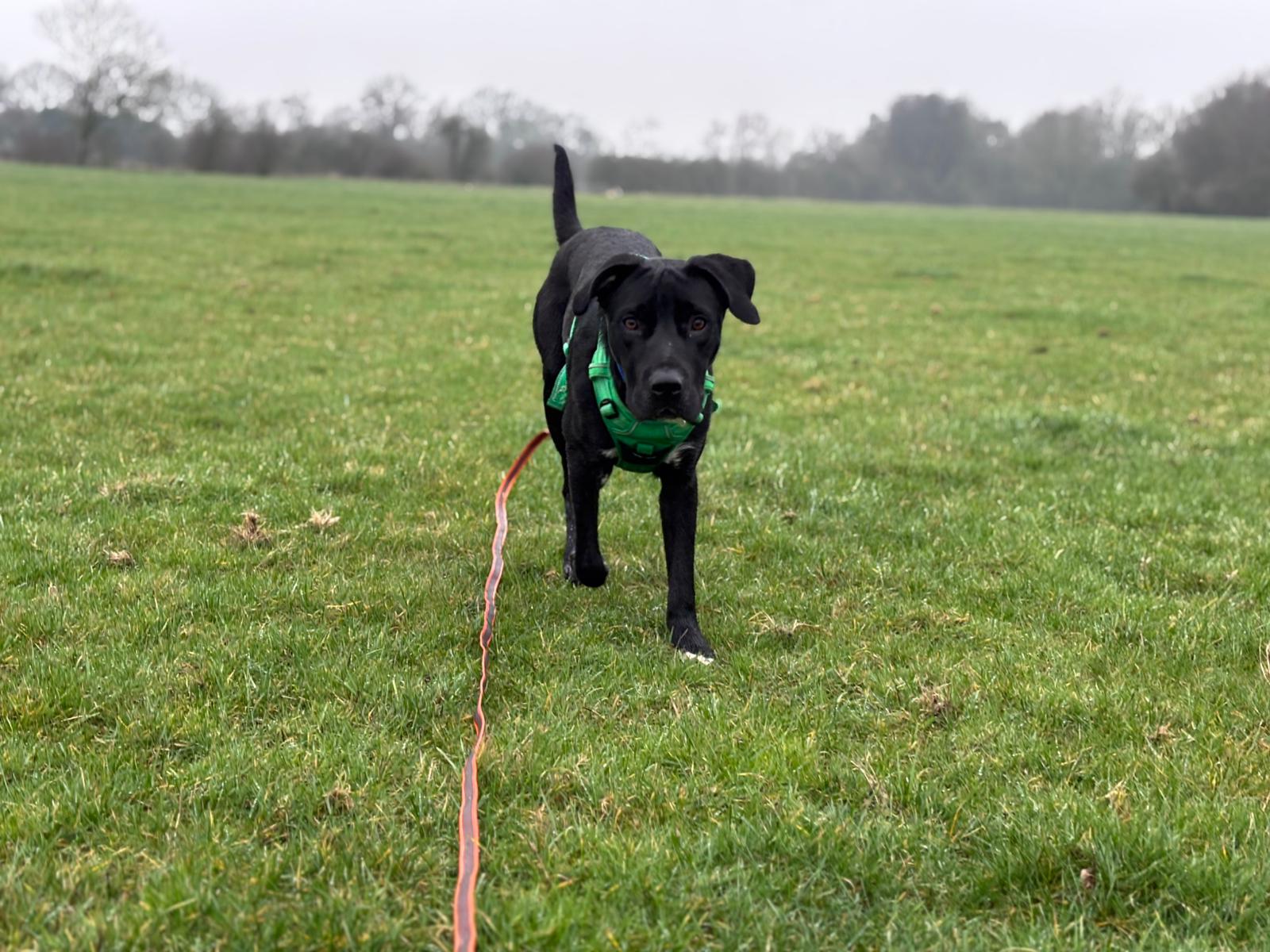 A black dog with white wearing a green harness walks on a grassy field, attached to a long orange leash. The background shows a misty, overcast sky and distant trees.