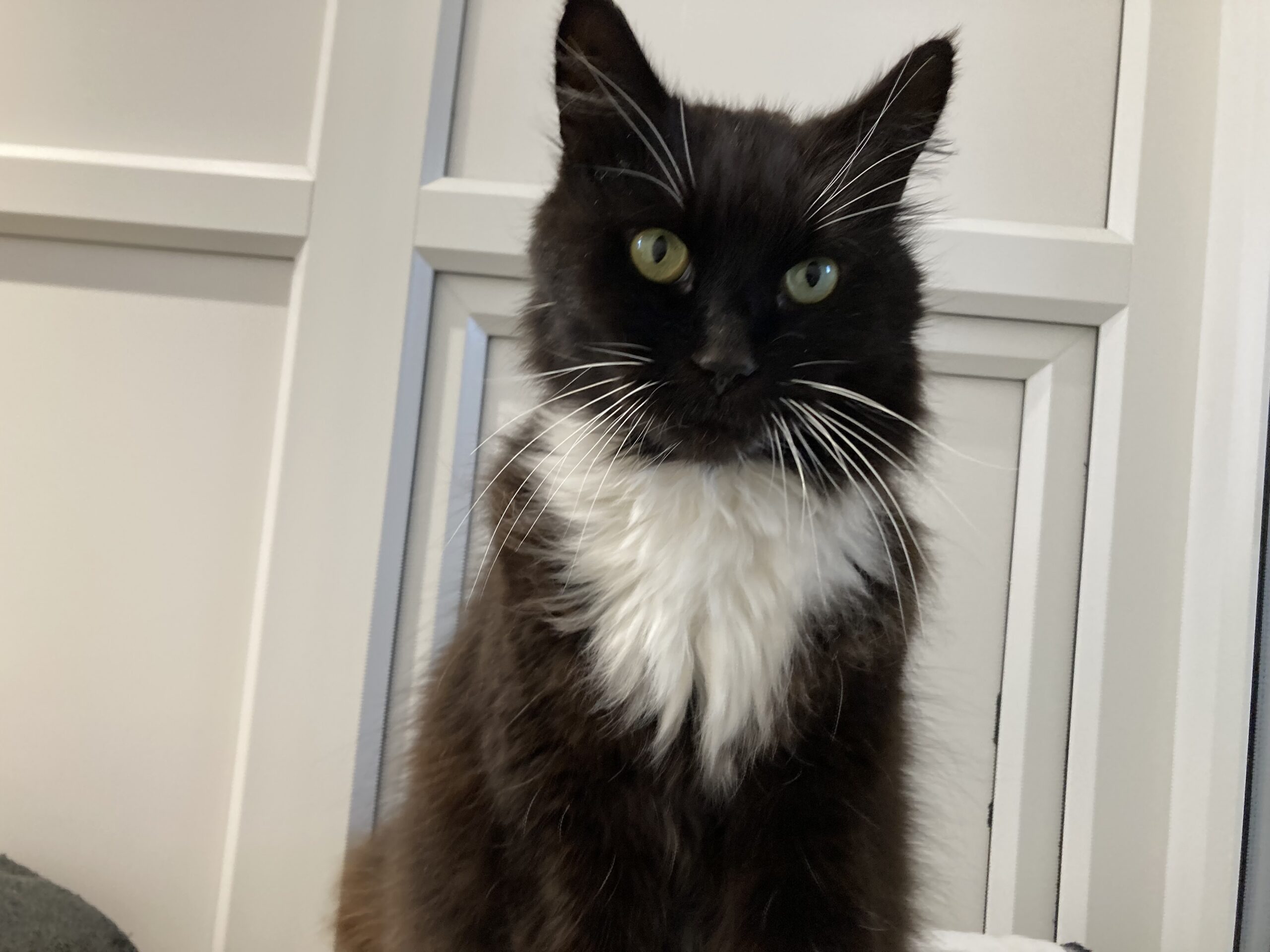 A black and white cat with long fur and greenish-yellow eyes sits upright, looking directly at the camera. The background is a white paneled wall.