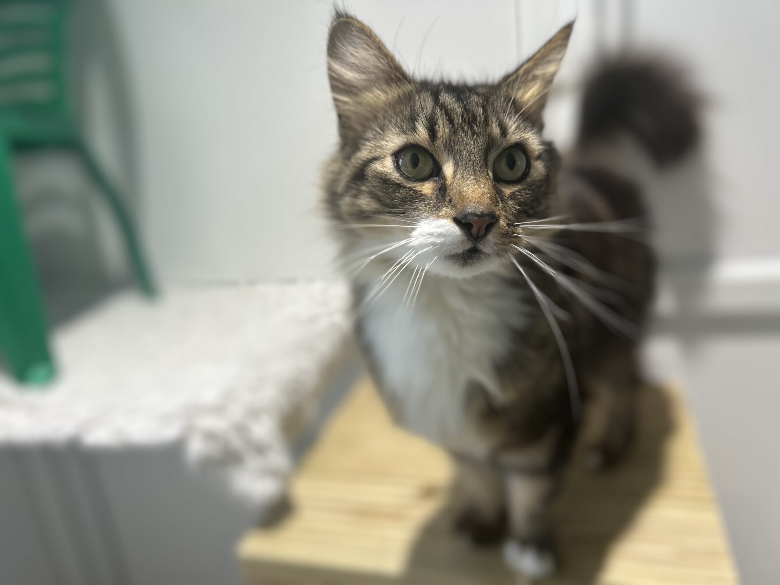 A brown and white long-haired cat with green eyes stands on a wooden surface, looking slightly upwards. The background is indoors, with a fluffy white pad and a green chair visible.