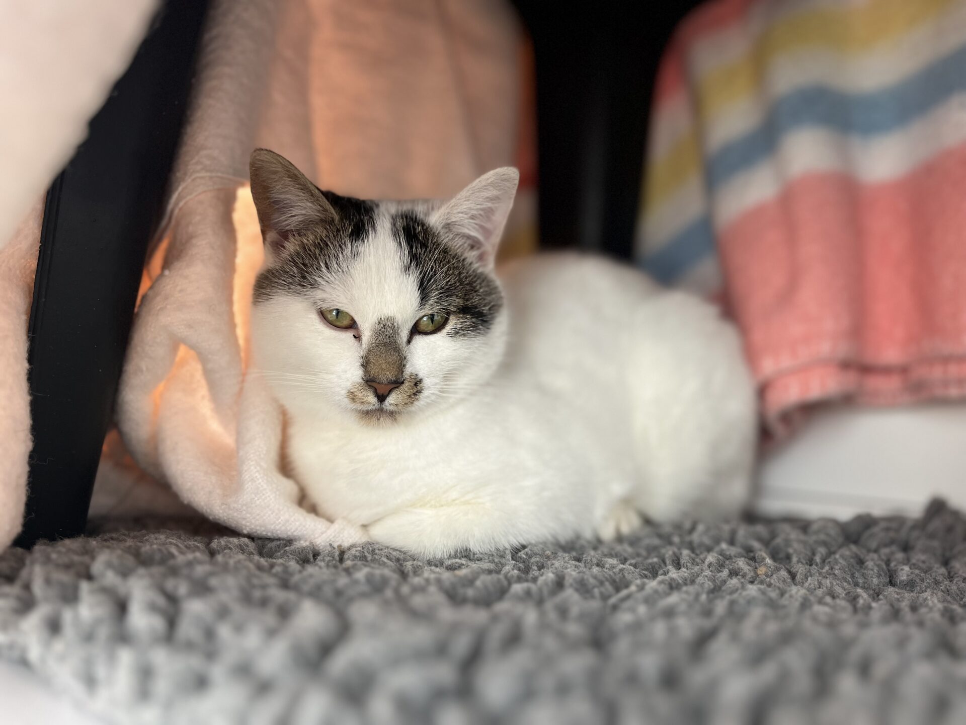 A white cat with tabby markings lounges on a soft grey mat, partially sheltered by blankets, with a relaxed yet alert expression. Colourful blankets are visible in the background.