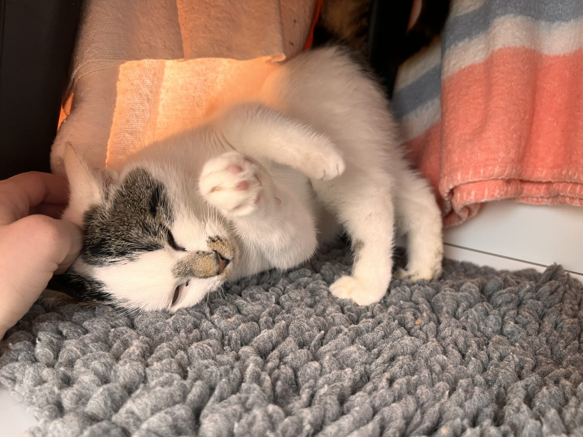 A tabby and white cat lies on a textured grey rug, rolling on its side with one paw in the air. A hand strokes the cat's head. Orange and striped towels hang nearby, casting warm light on the cat.