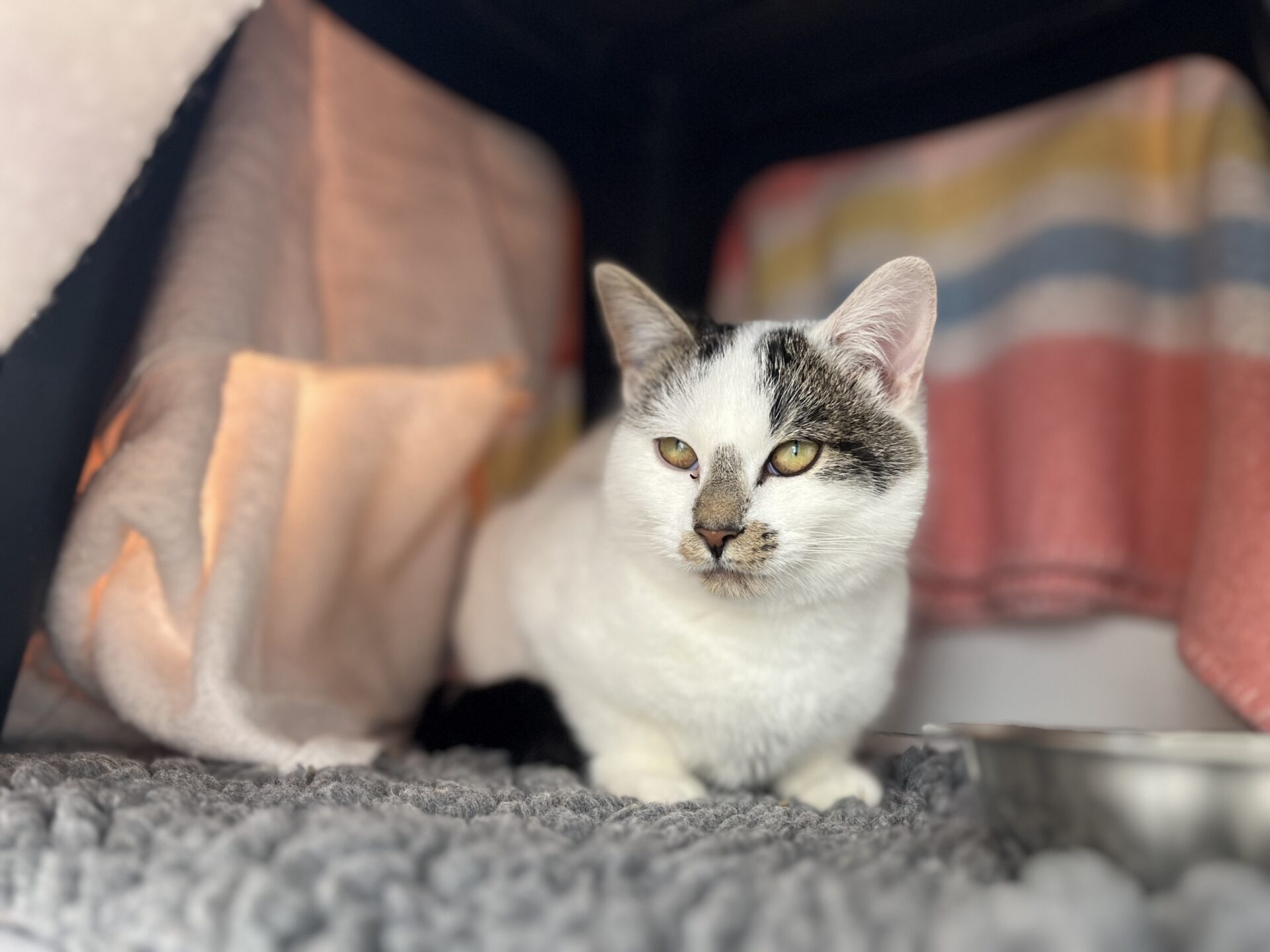A white cat with tabby markings sits on a soft grey blanket under a shelter, with colourful striped blankets and a metal bowl in the background. The cat looks calmly ahead.