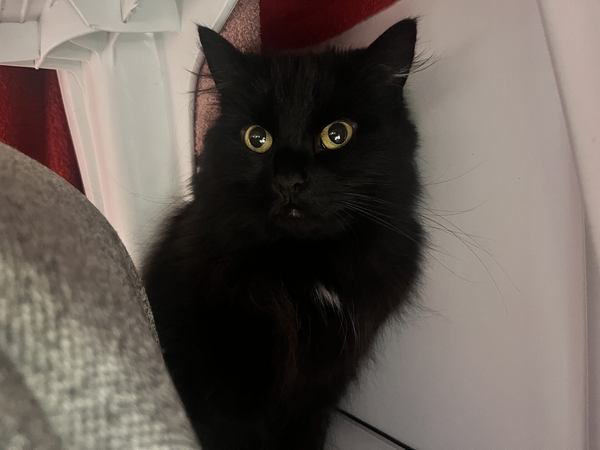 A black cat with bright yellow eyes sits next to a grey fabric surface and a white wall, looking slightly to the left with an alert expression.