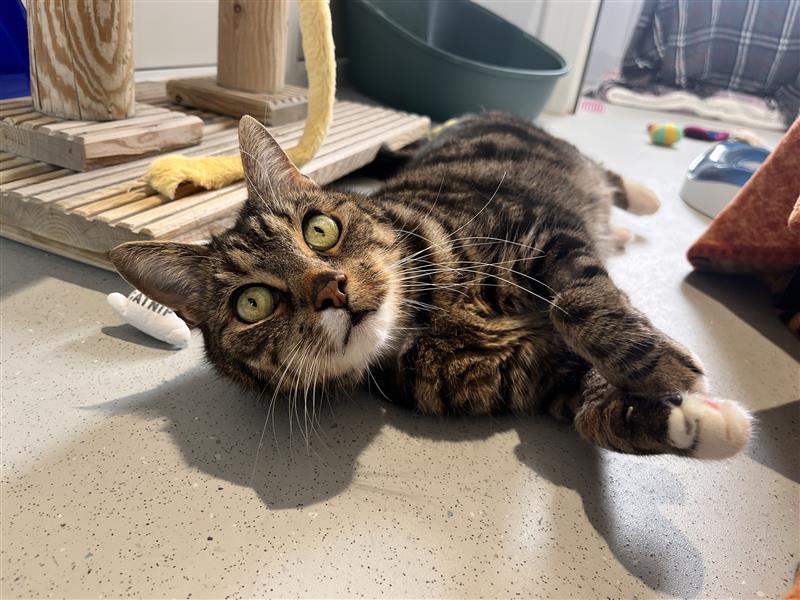 A tabby cat with green eyes lies on its side on a light-coloured floor, looking up at the camera. Cat toys and a scratching post are visible in the background.