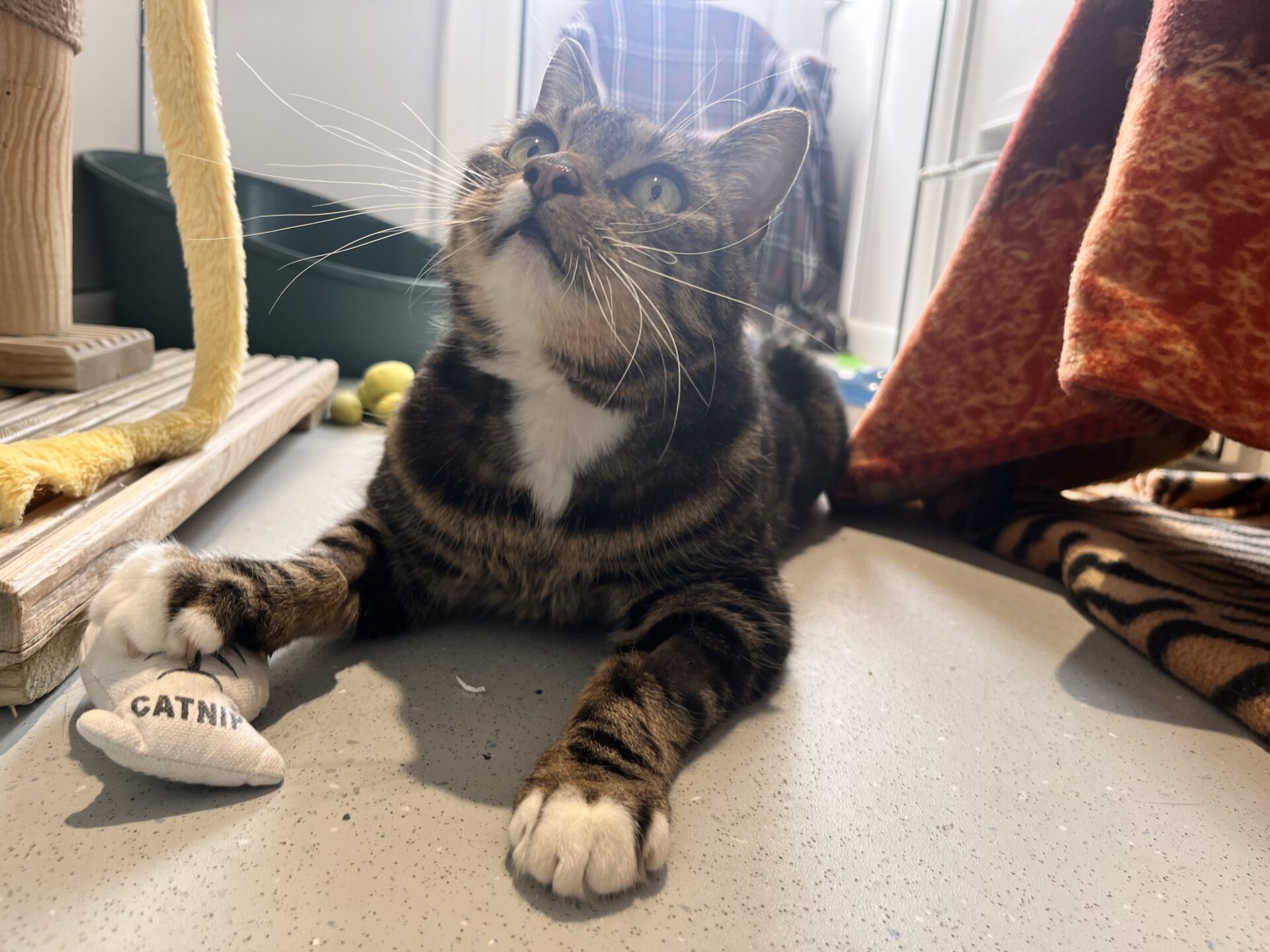 A tabby cat with white paws lies on the floor, holding a toy labelled CATNIP. The cat looks up with wide eyes, surrounded by cat furniture and blankets.