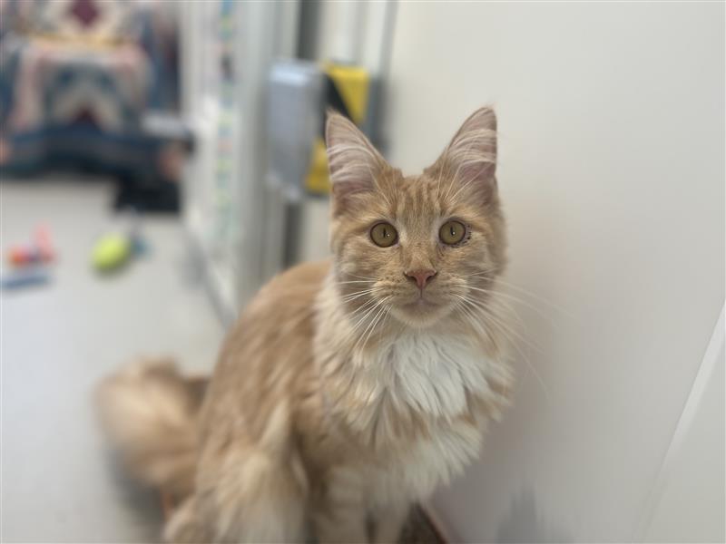 A fluffy orange and white cat with large ears sits indoors, looking directly at the camera. The background is slightly blurred, showing some colourful toys and a bed.
