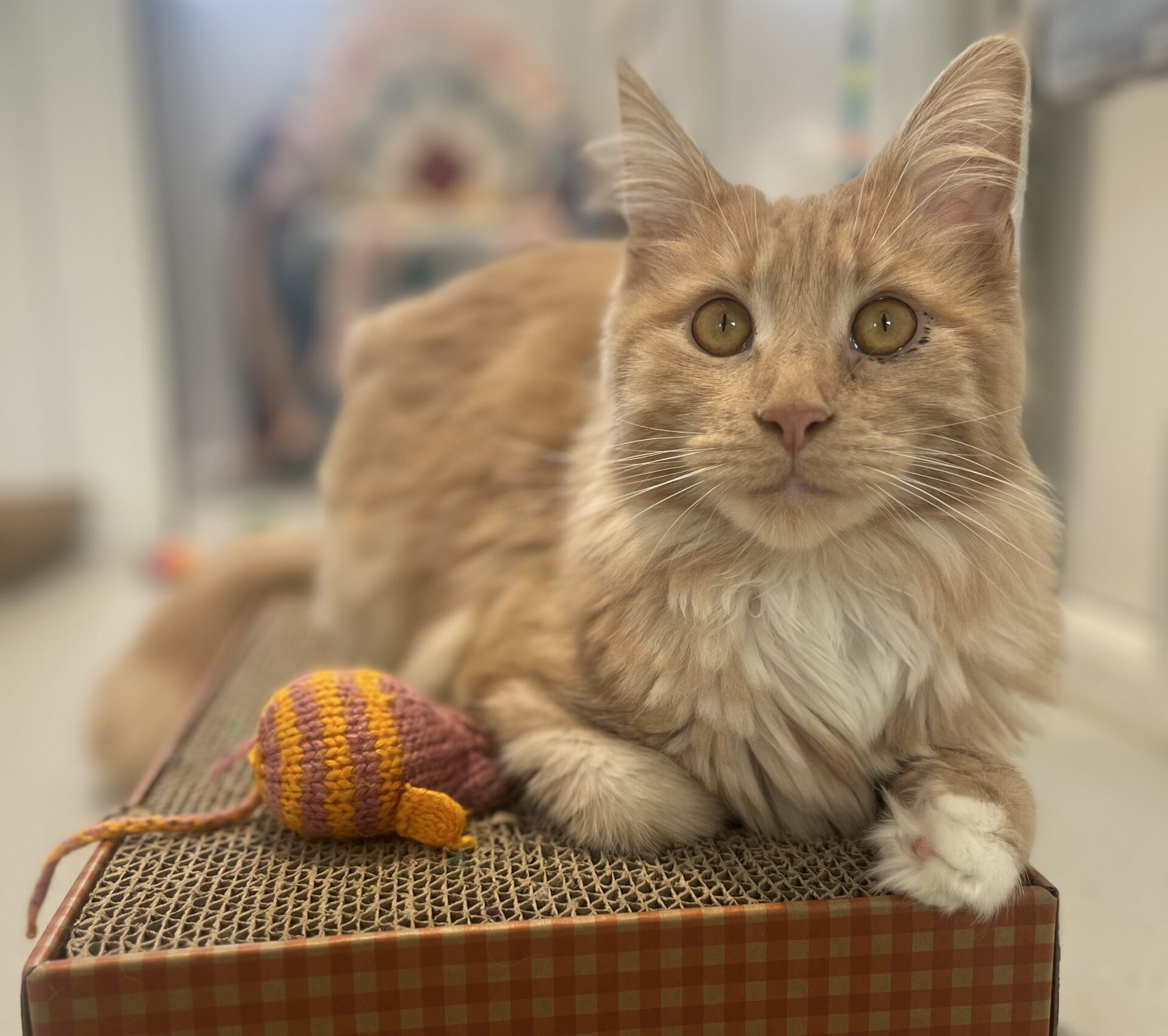 A fluffy orange cat with amber eyes lies on a textured scratch pad, resting one paw beside a small crocheted toy mouse in orange and pink colours. The background is softly blurred.