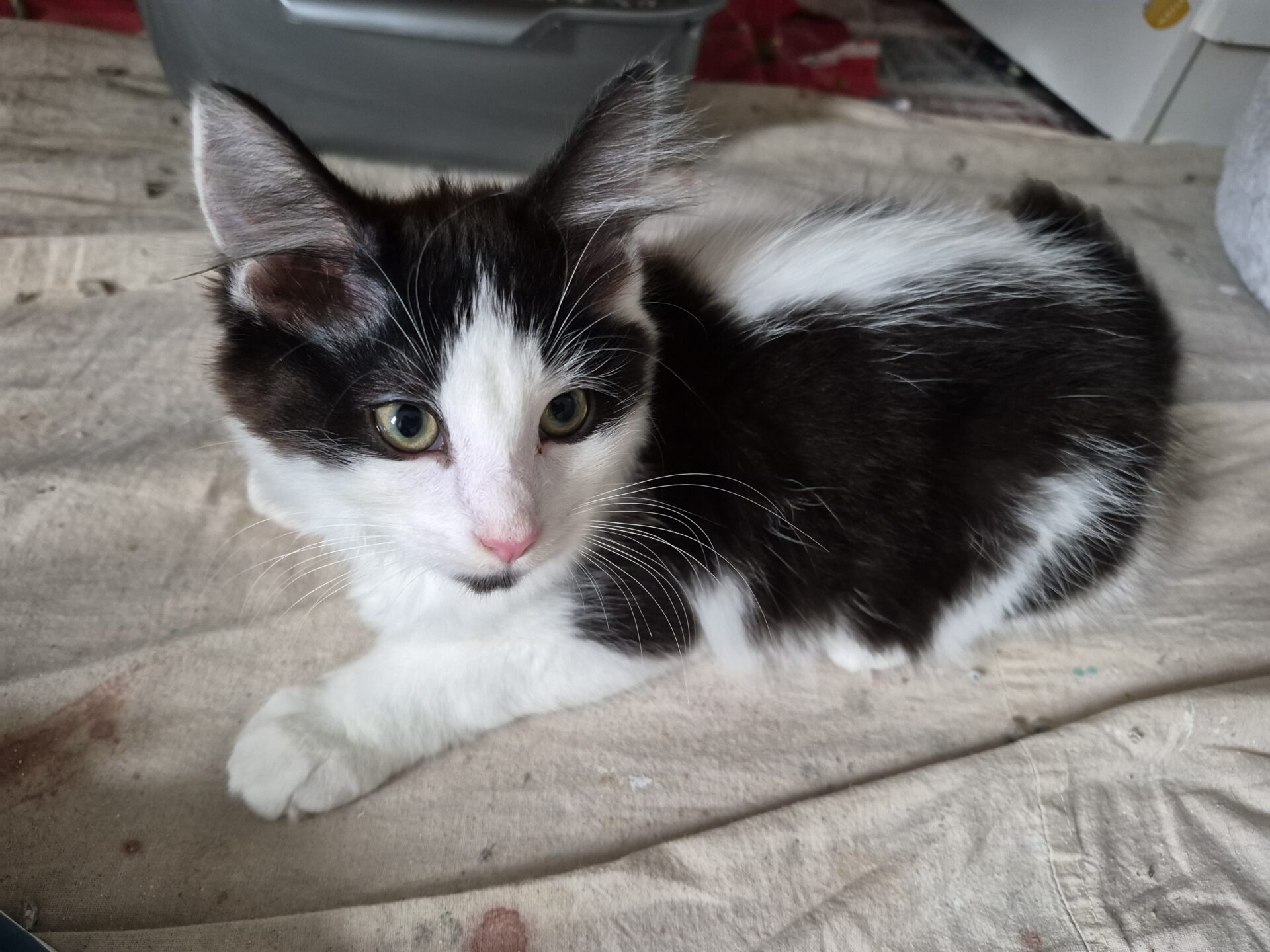 A black and white kitten with green eyes lies on a beige fabric surface, looking slightly to the left. Its ears are alert and its fur is fluffy.