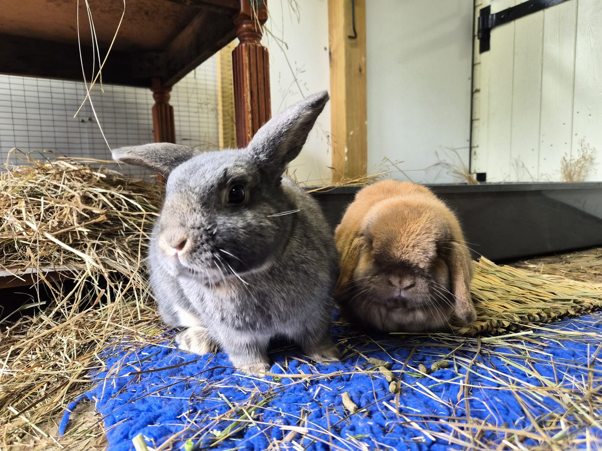 Two rabbits sit on a blue mat covered with straw. One rabbit is grey with upright ears, while the other is light brown with lop ears. They are indoors near a wooden table and a white door.