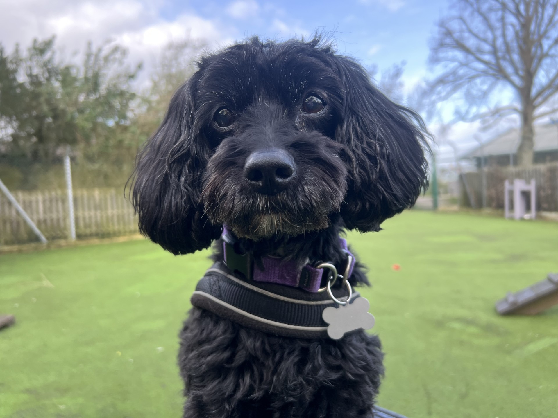 A close-up of a small black Cavapoo with wavy fur and a purple harness, standing outdoors on green artificial grass with a wooden fence and trees in the background.