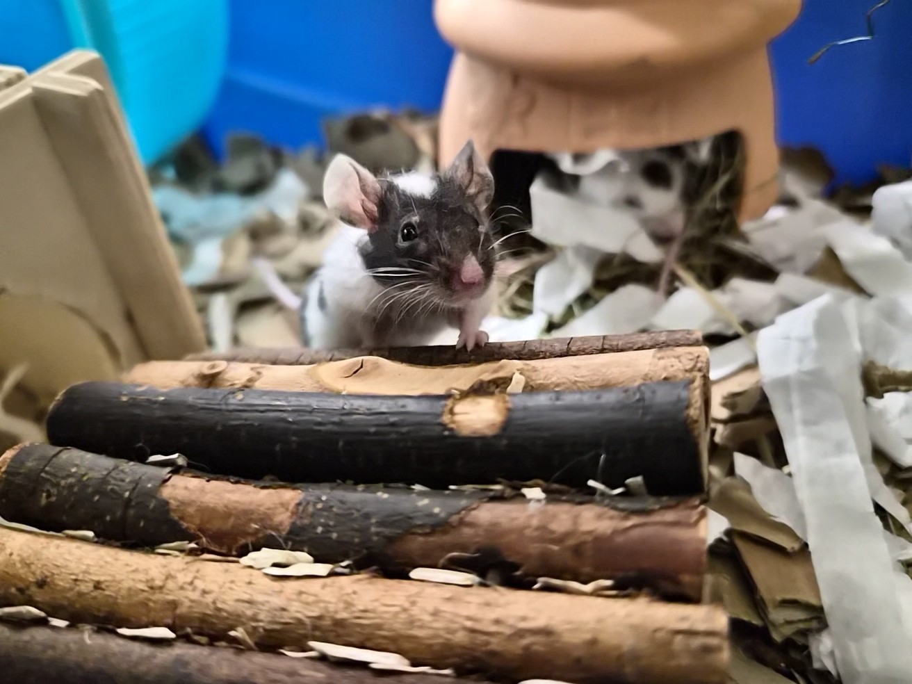 A small black and white mouse stands on its hind legs against wooden sticks, surrounded by shredded paper bedding in a cage. Another mouse peeks out from a ceramic hideout in the background.