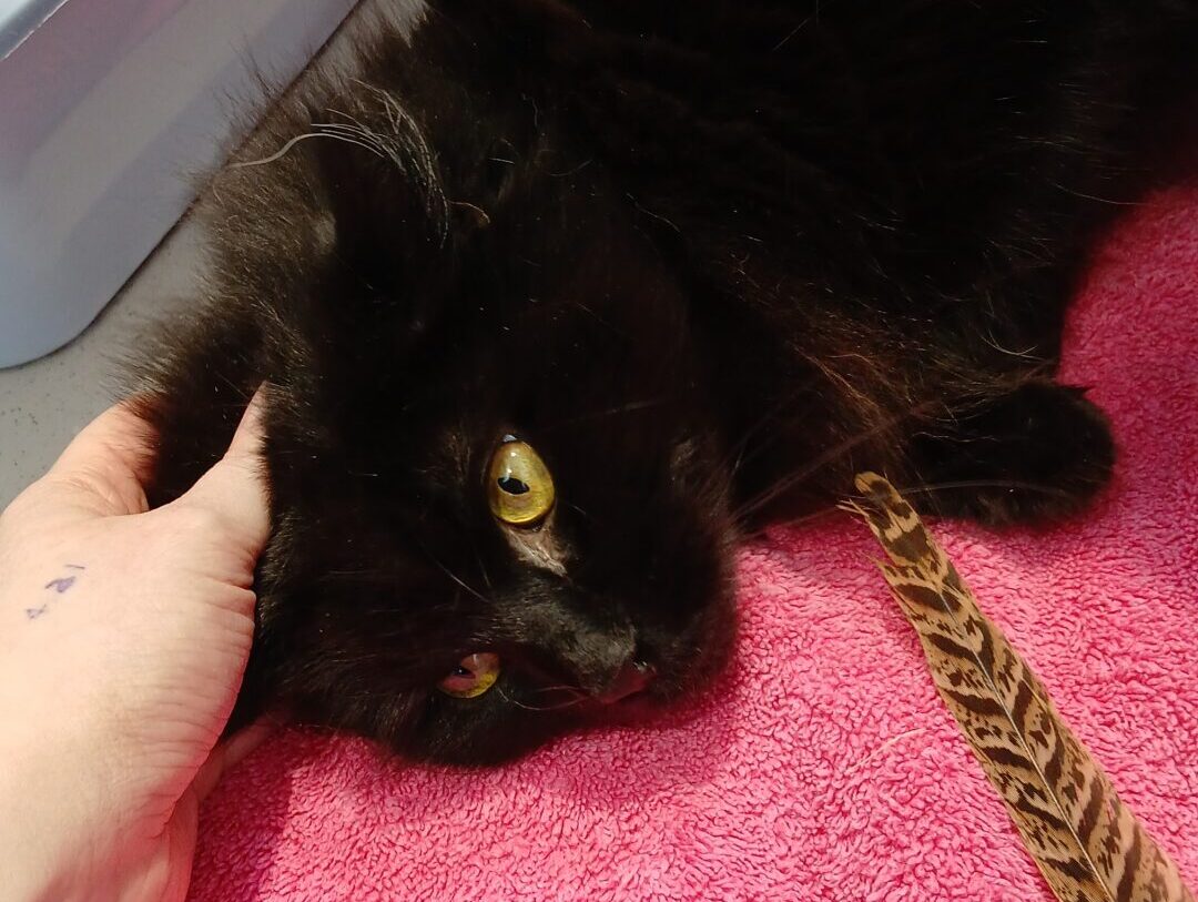A fluffy black cat with bright yellow eyes lies on a pink towel, gazing upwards while someone gently strokes its head. A brown, patterned feather toy is nearby.