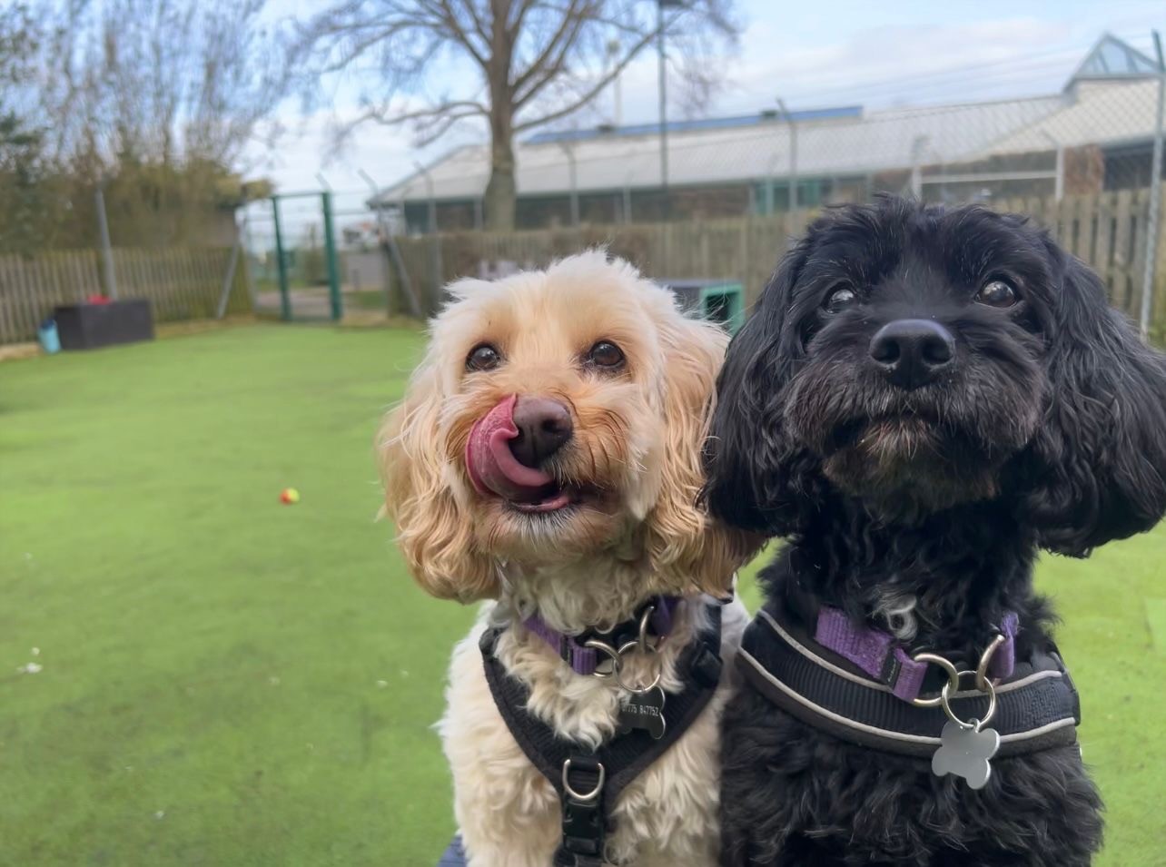 Two small Cavapoo dogs wearing harnesses stand close together outside on green artificial grass. One has curly cream fur and is licking its nose; the other has curly black fur. A fenced area and trees are visible in the background.