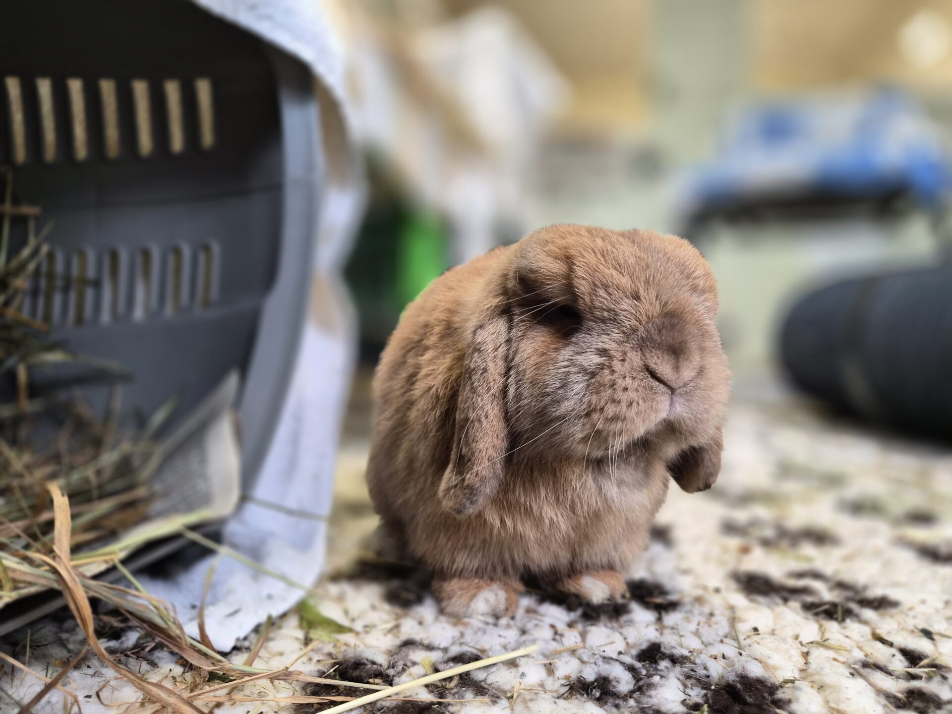A brown lop-eared rabbit sits on a speckled floor next to an open pet carrier filled with hay. The background is softly blurred.