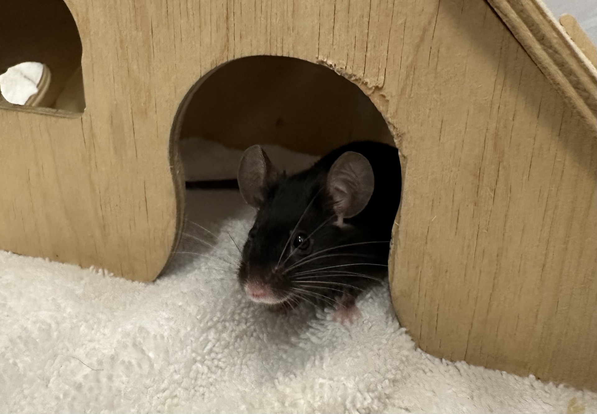 A curious black mouse with white whiskers peeks out from the entrance of a wooden house, sitting on a white textured surface.