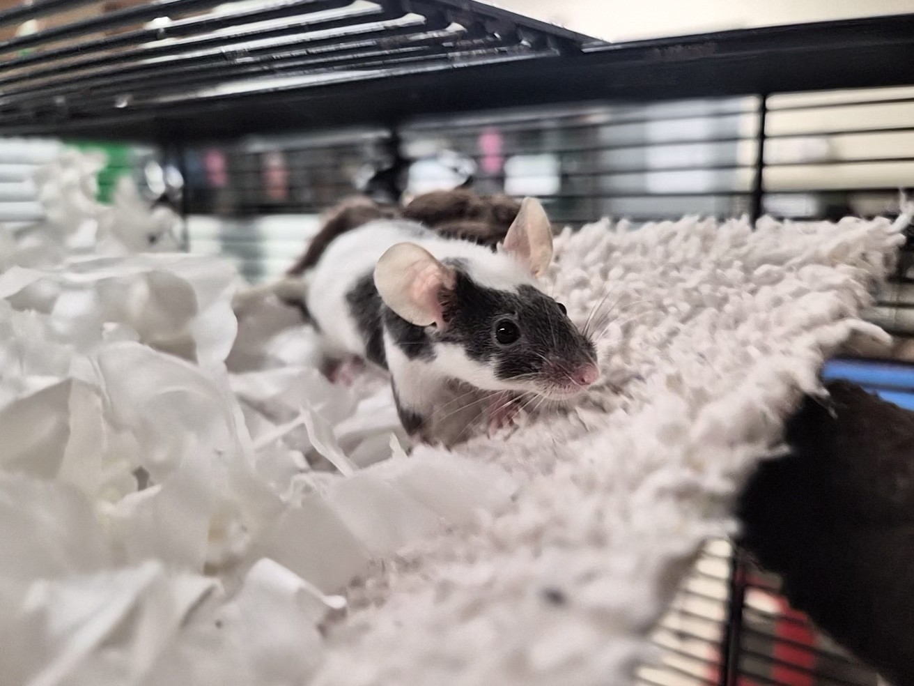 A black and white mouse stands on a textured white hammock inside a cage, surrounded by shredded paper bedding and metal bars in the background.