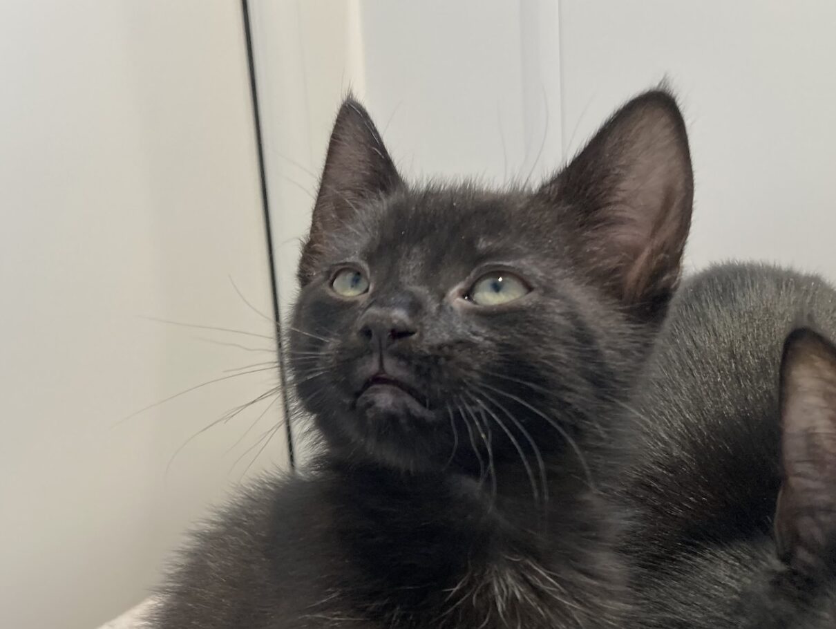 A close-up of a black kitten with green eyes looking upwards, its mouth slightly open. The background is out of focus, highlighting the kitten's face and ears.