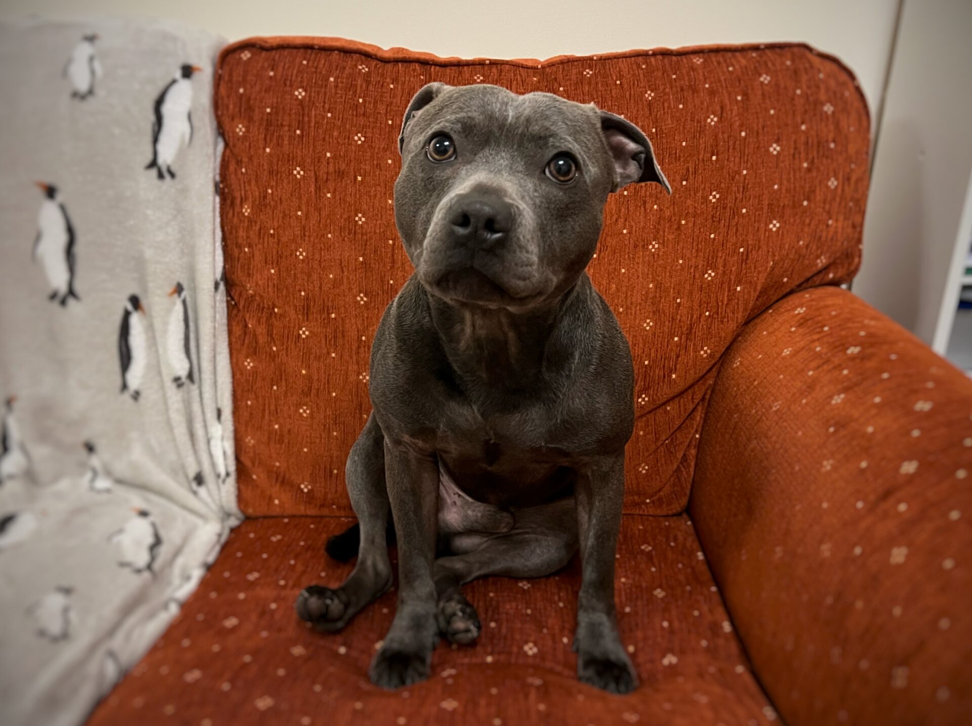 A grey Staffordshire Bull Terrier with short fur sits on an orange armchair, looking up with a curious expression. A white blanket with penguin patterns covers part of the chair.