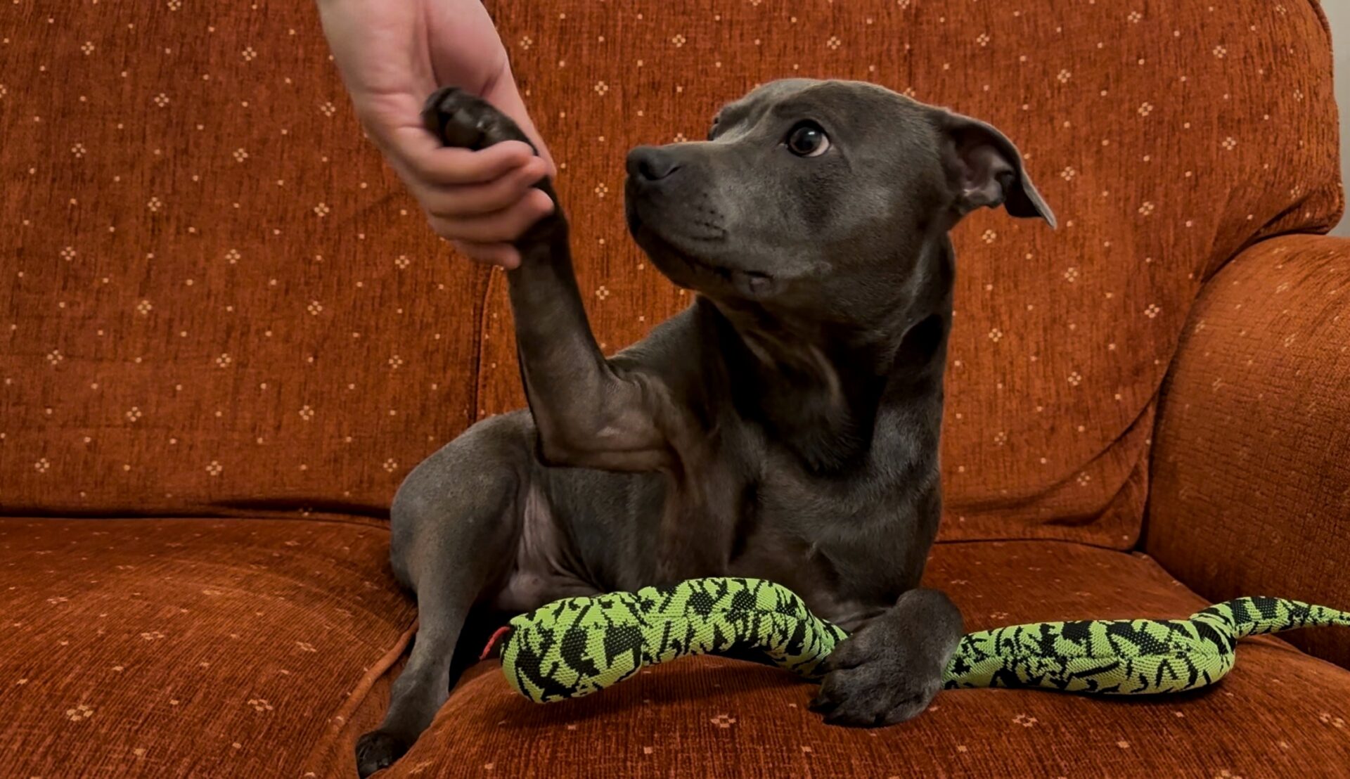 A grey Staffordshire Bull Terrier lies on a brown sofa with a green snake toy, reaching up to shake hands with a person.