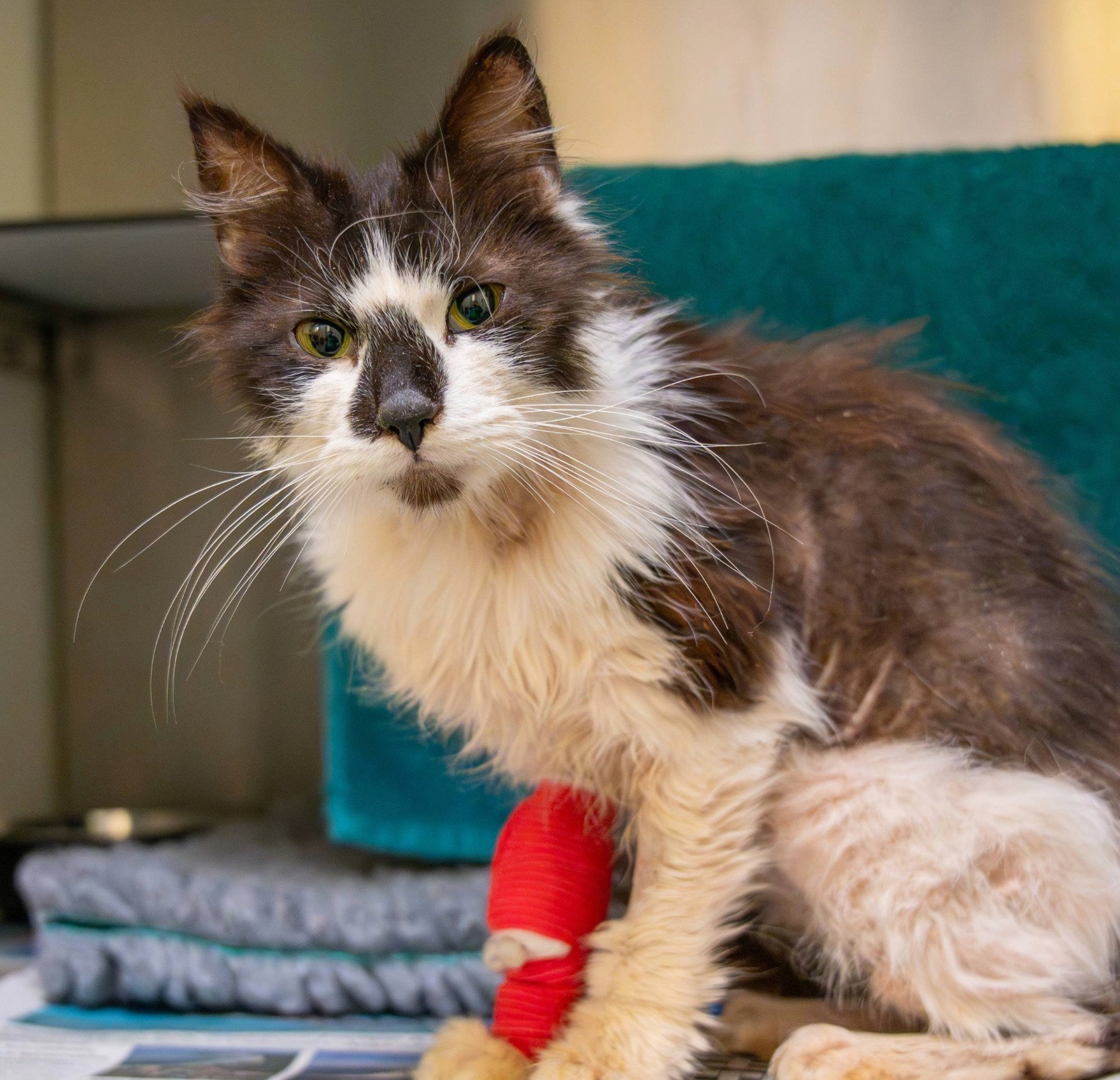 A thin, black and white cat with a scruffy coat sits on a blanket at Woodgreen Pets Charity, looking at the camera. The cat has a red bandage on one front leg and appears to be in a shelter or veterinary setting.