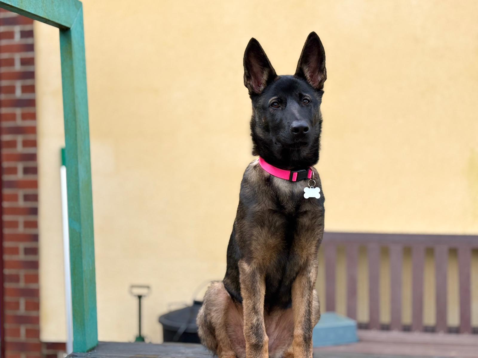 A Belgian Malinois dog with black and brown fur wearing a bright pink collar sits alertly outside in front of a beige wall with a wooden bench and green railing nearby.