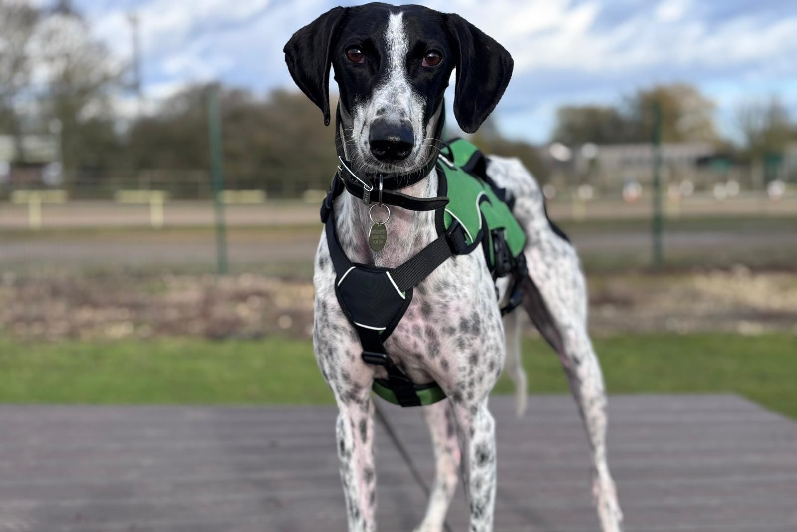 A black and white dog with a spotted coat, wearing a green harness, stands on a wooden platform outdoors with a blurred grassy background.