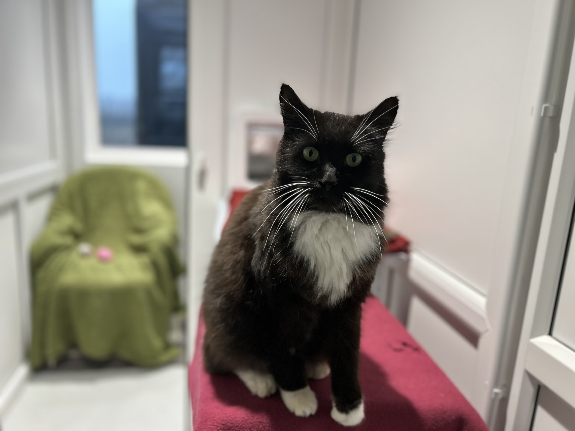 A black and white cat with white whiskers and chest sits on a red surface in a bright room. In the background, a green-covered chair and two small balls are visible.