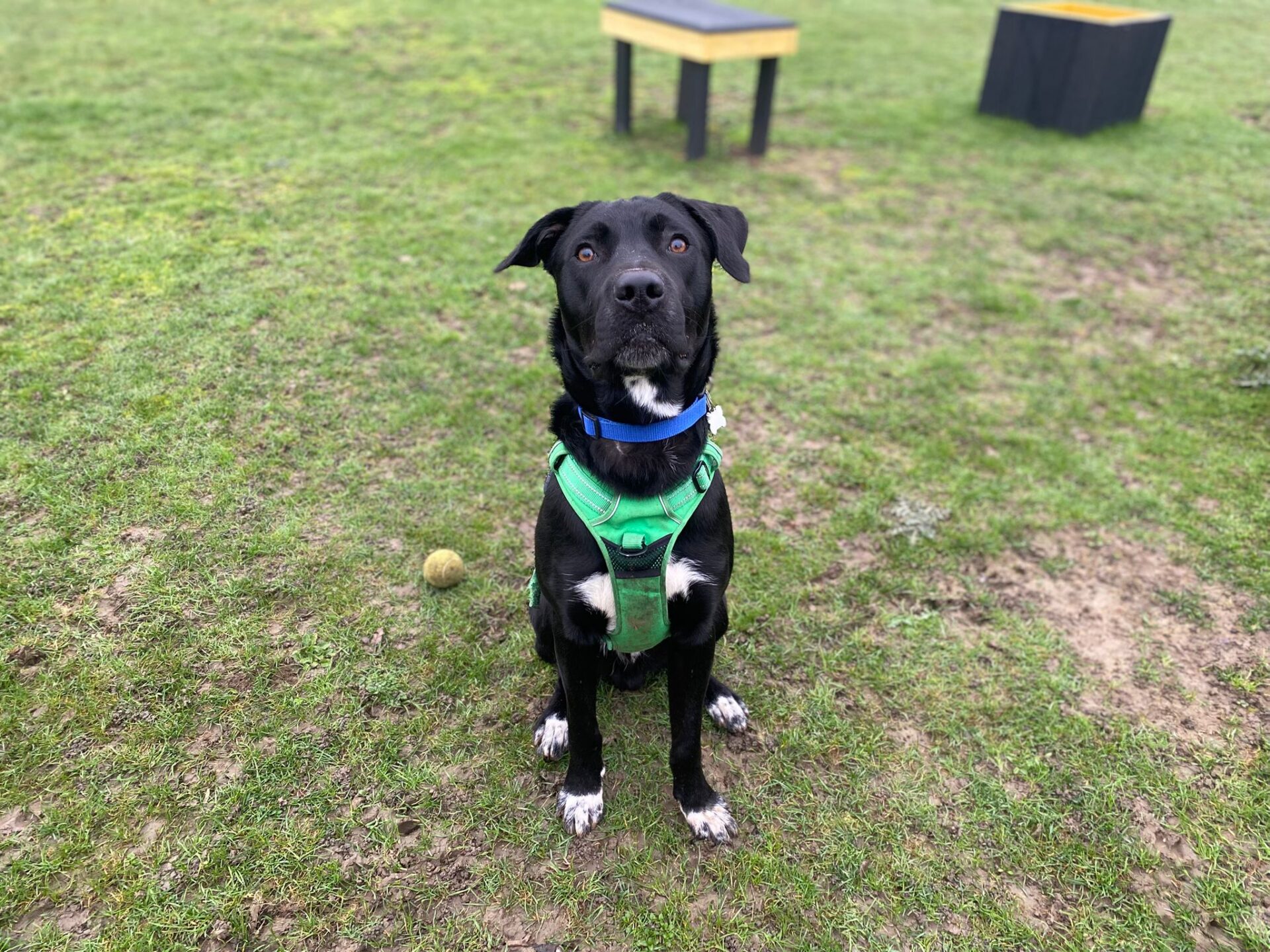 A black collie cross with white paws and chest, wearing a green harness and blue collar, sits on grass with a yellow tennis ball nearby. Training equipment is visible in the background.
