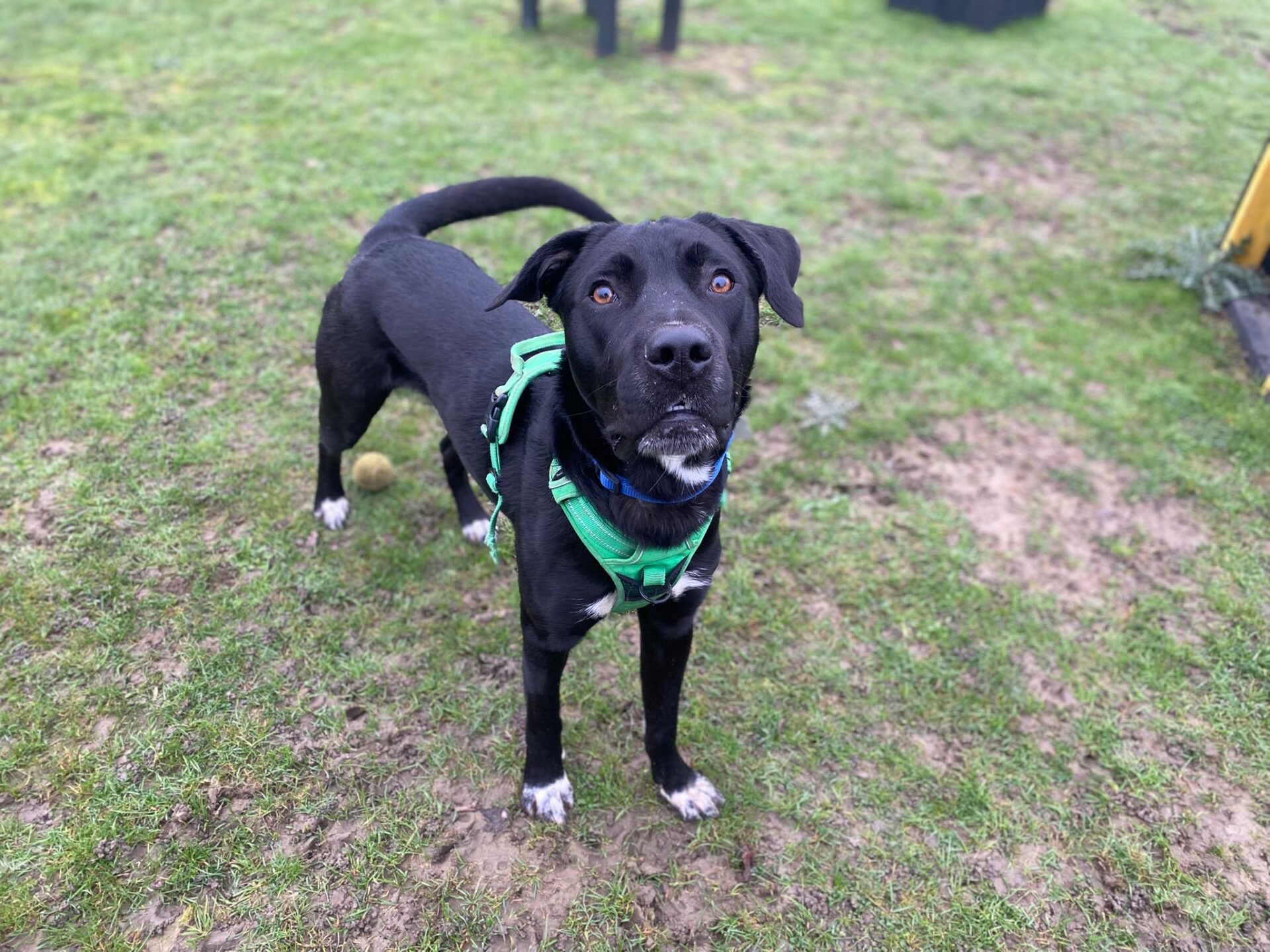 A black collie cross with a white chest and paws stands on grass, wearing a bright green harness and looking up at the camera with alert, curious eyes. A tennis ball lies nearby.