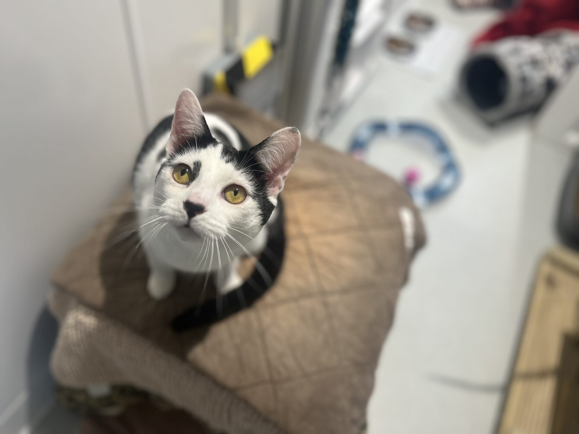A black and white cat with yellow eyes sits on a brown cushion, looking up with curiosity. The background is a blurred indoor setting with various pet accessories visible.