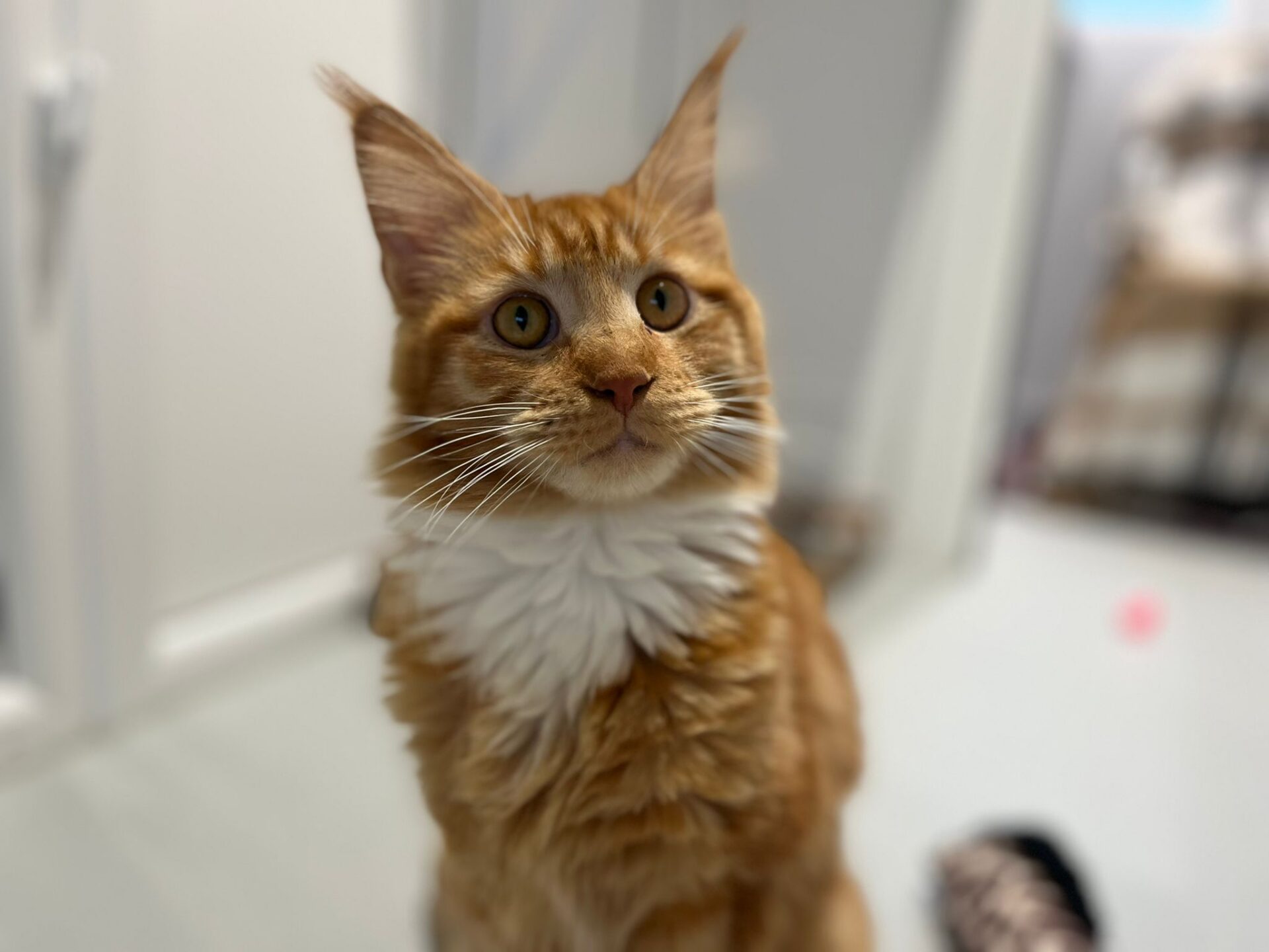 A close-up of an orange tabby cat with large ears and a fluffy white chest sitting indoors, looking up with wide eyes. The background is blurred, showing a door and some furniture.