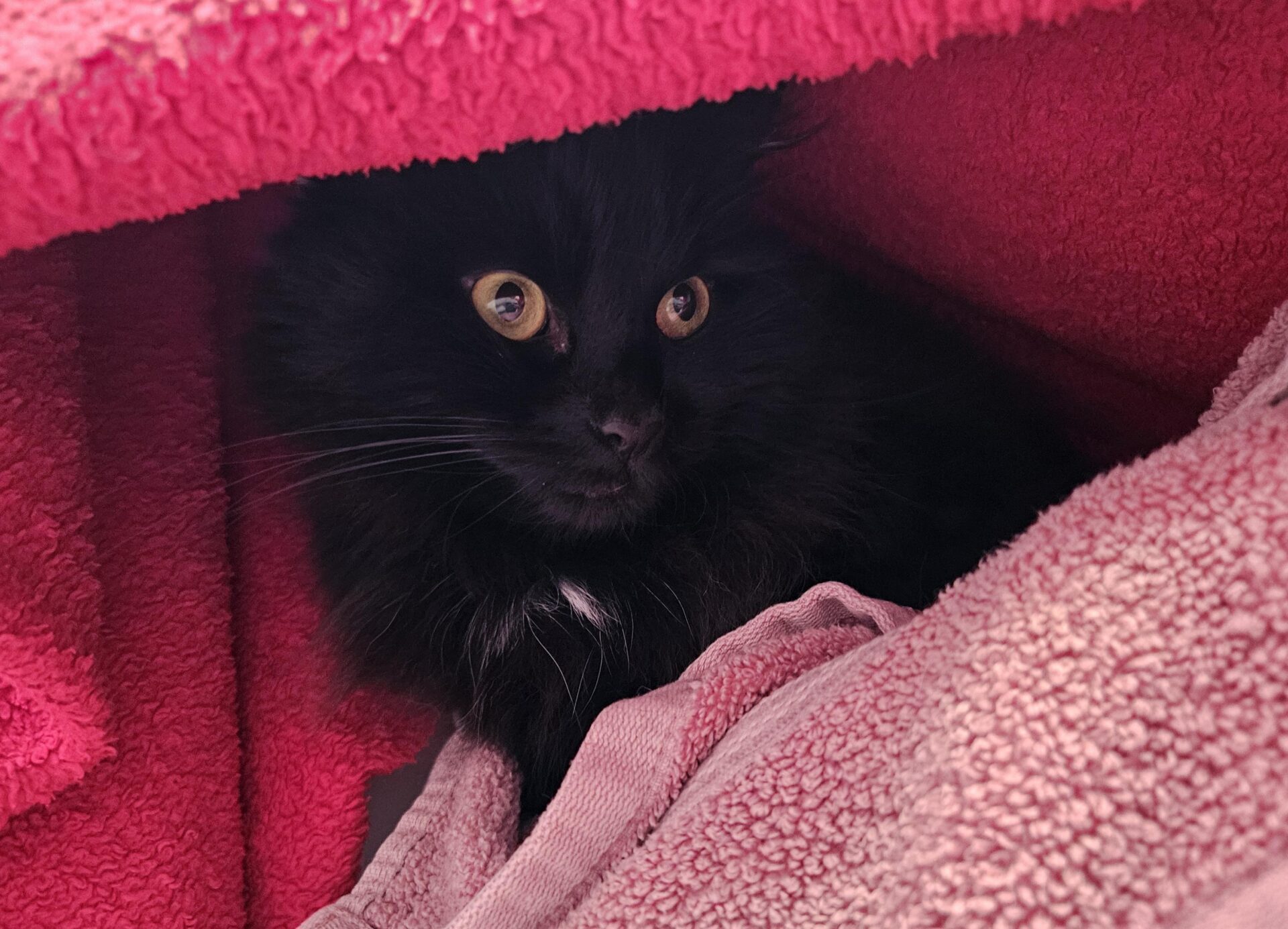 A fluffy black cat with wide yellow eyes is nestled among bright pink towels, looking alert and cosy under the soft fabric.