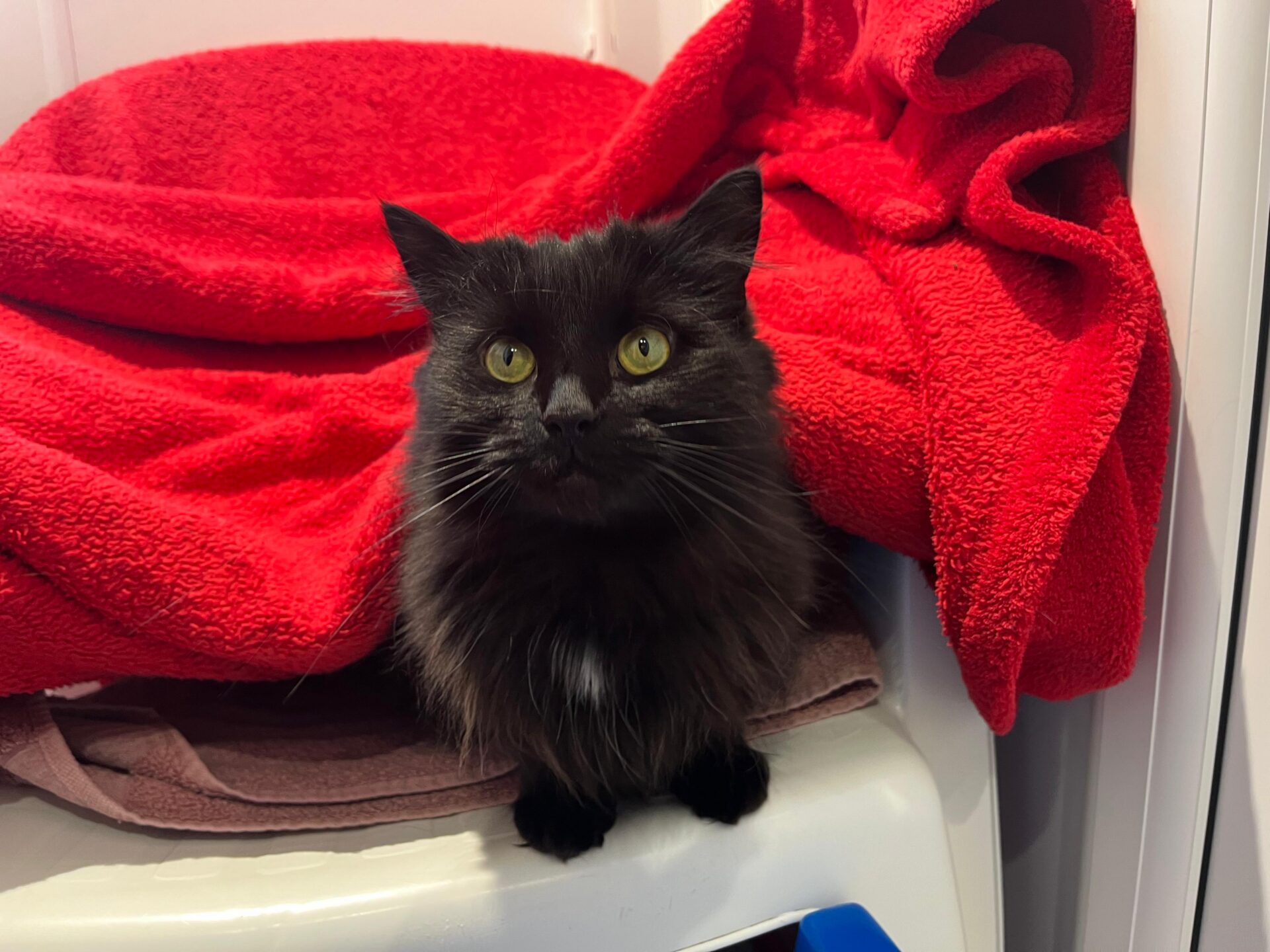 A fluffy black cat with yellow eyes sits on a white chair, next to a soft red blanket draped over the chair and a brown towel underneath. The cat looks up attentively.