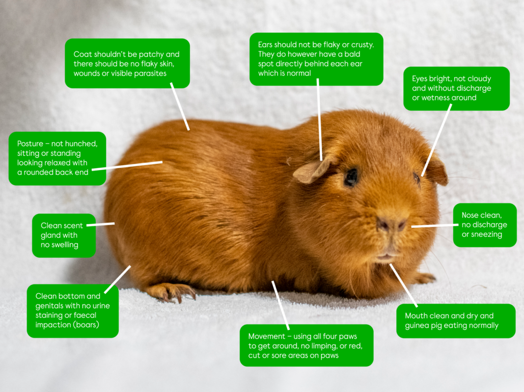 A healthy guinea pig diagram shows a brown guinea pig on a white surface. Green labels highlight good health features like clear eyes, clean nose, healthy coat, normal posture, scent-free with no swelling, and normal movement.