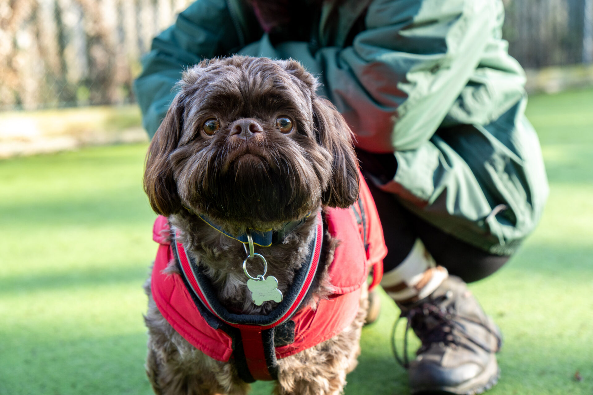 A small brown shih tzu wearing a red jacket and blue collar stands on grass, looking at the camera. A person in a green jacket and black boots crouches behind the dog, partially out of focus.