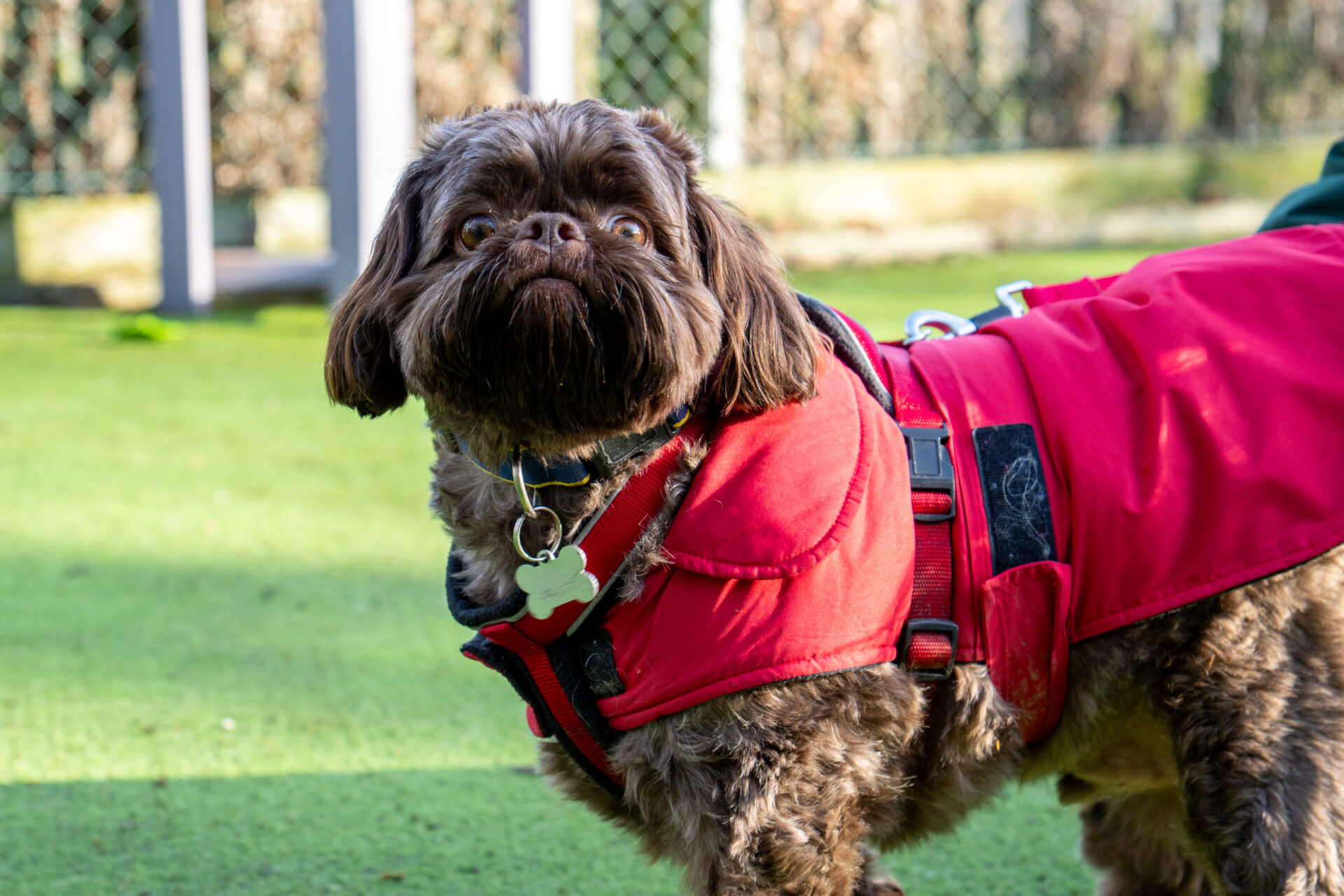 A small brown shih tzu with a fluffy face wears a bright red jacket and stands on green grass, looking up alertly. A fence and blurred background are visible behind the dog.