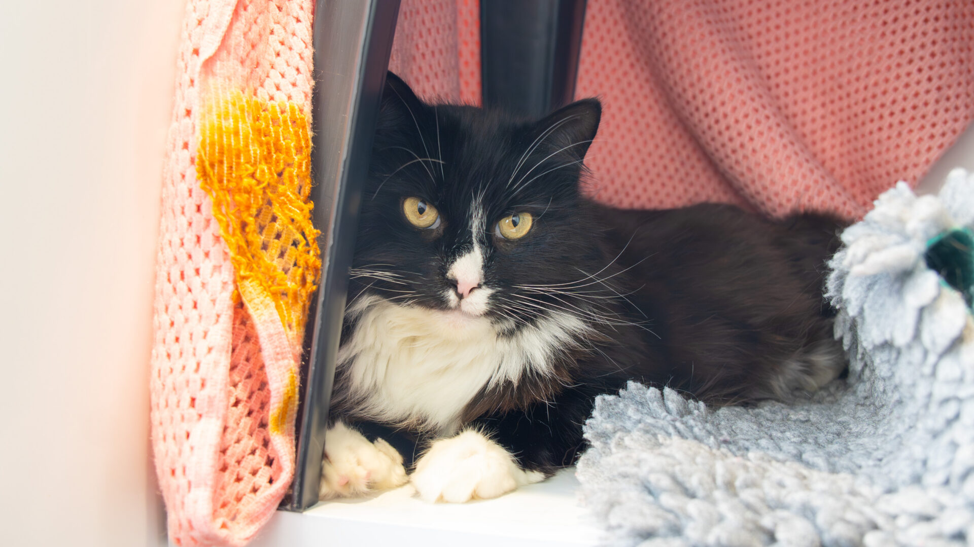 A black and white cat with yellow eyes lies inside a cosy space, surrounded by a pink knitted blanket and a grey furry mat, looking directly at the camera.