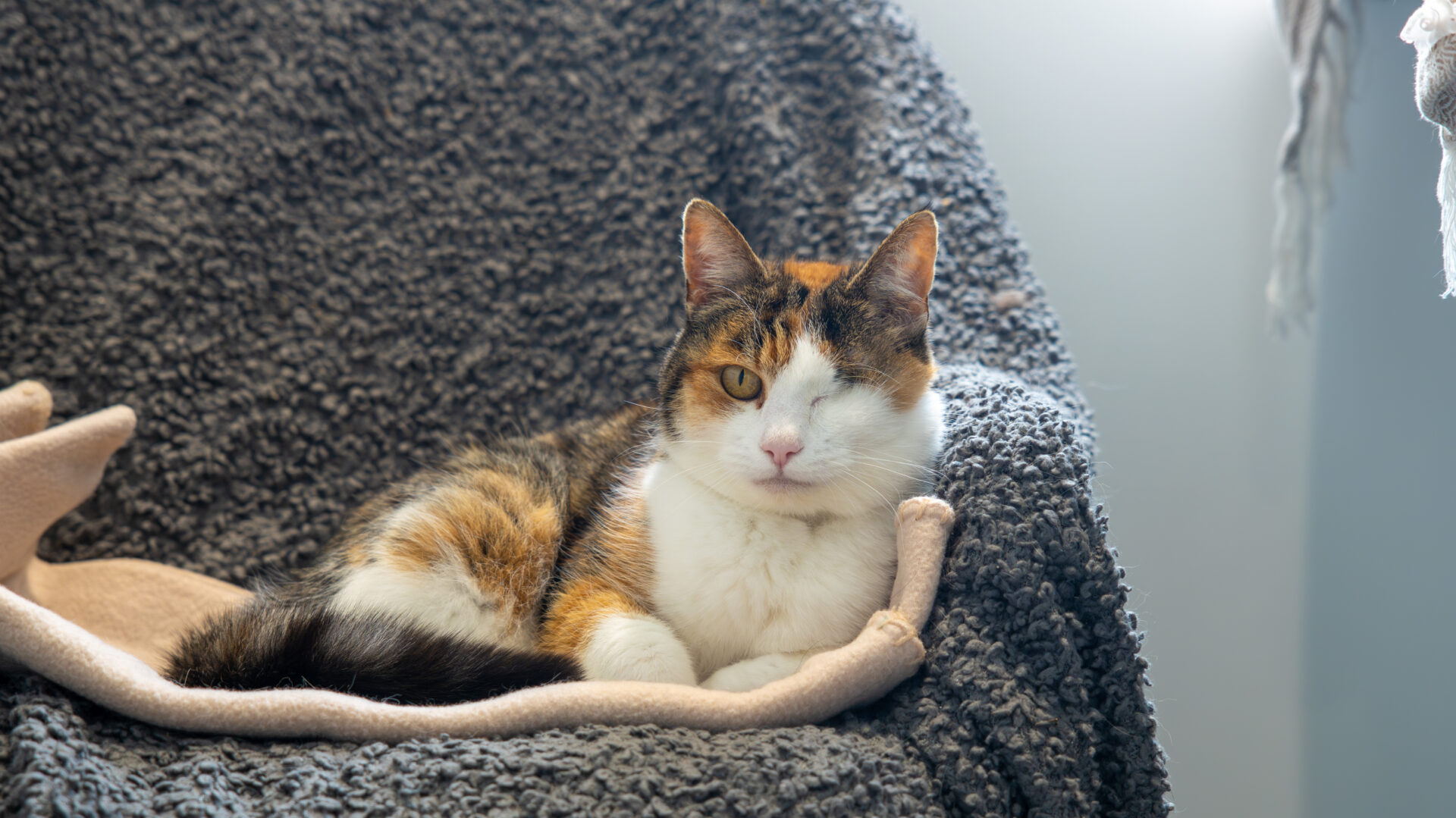A tortoiseshell-and-white cat with one eye sits comfortably on a soft, textured blanket, looking directly at the camera in soft, natural light.