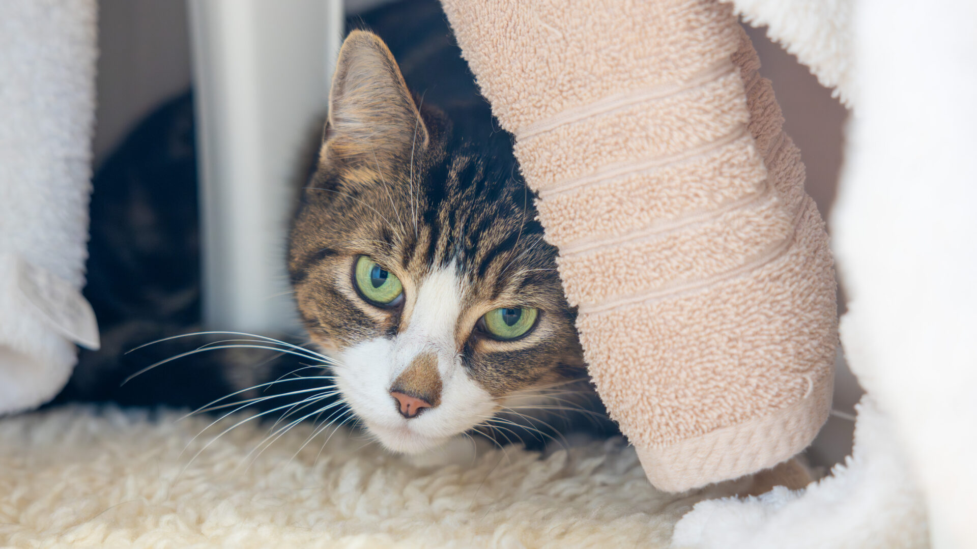 A tabby cat with green eyes lies on a soft cream rug, peeking out from between two beige towels, looking out with a calm and slightly curious expression.