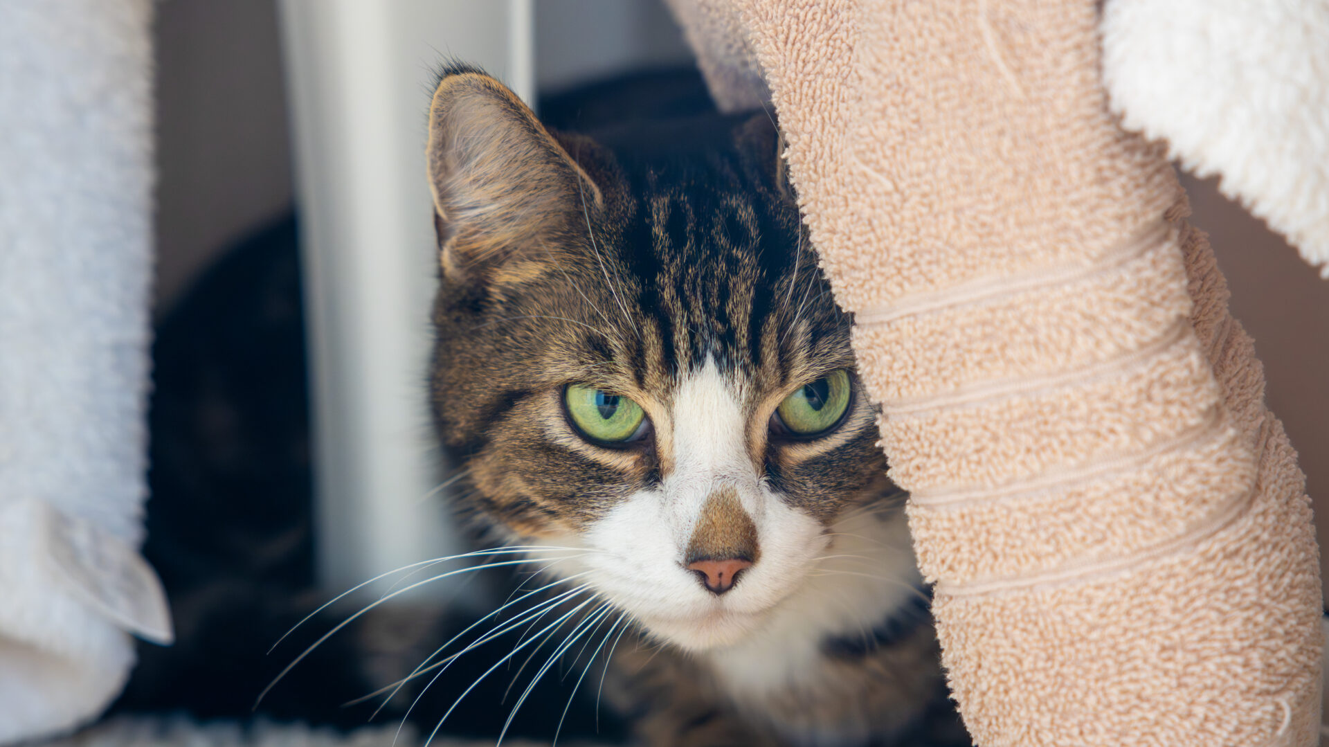 A tabby cat with green eyes peers out from behind beige and white towels, partially hidden in a cosy, sheltered spot.
