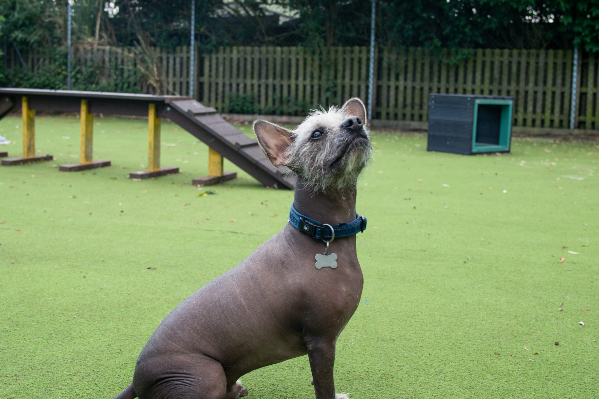 A mostly hairless French Bulldog cross Chinese Crested with tufts of fur on its head and face sits on green artificial grass in a fenced outdoor area, looking upwards.