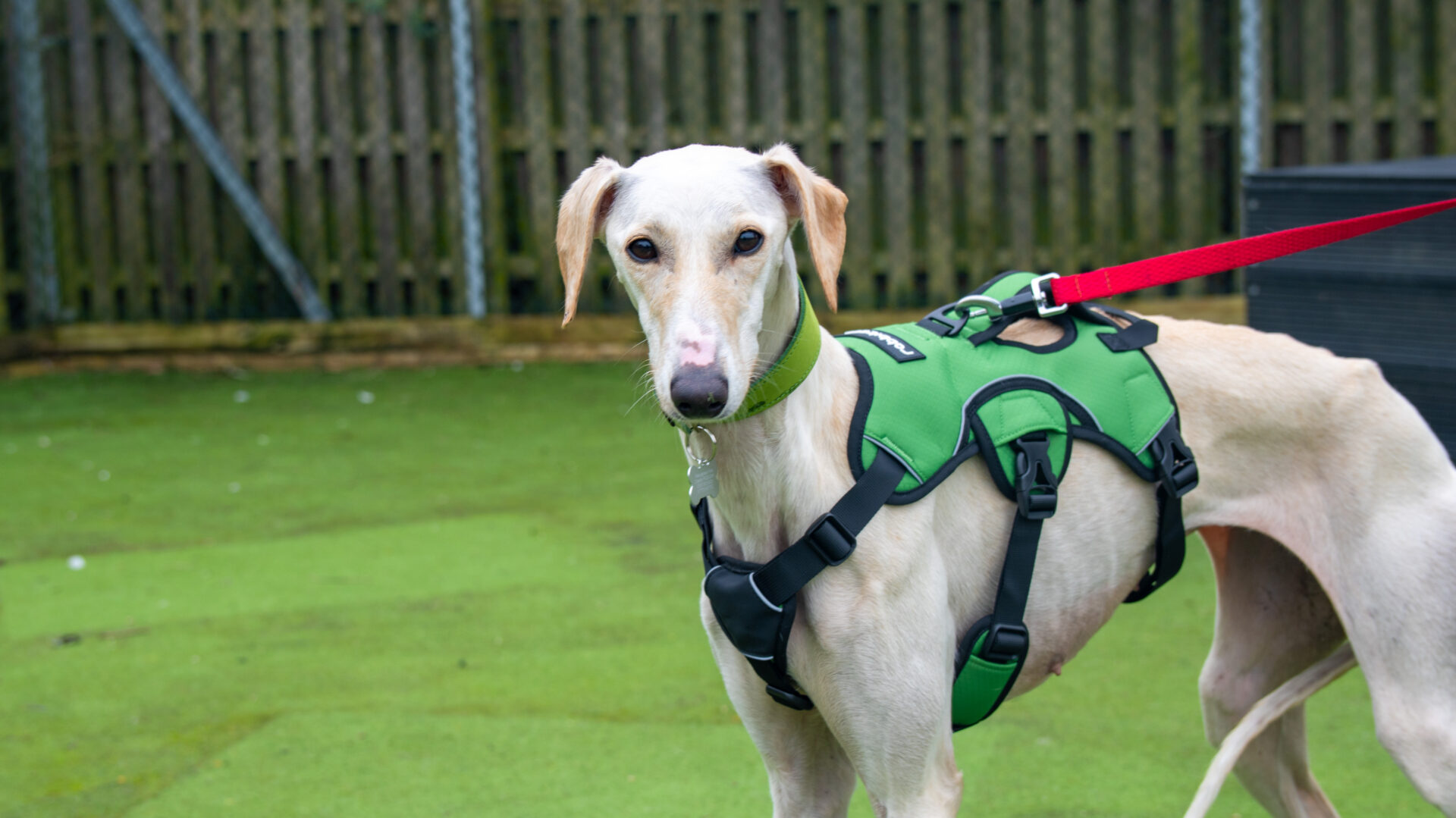 A light-coloured lurcher wearing a green harness and red lead stands on green artificial grass in front of a wooden fence.